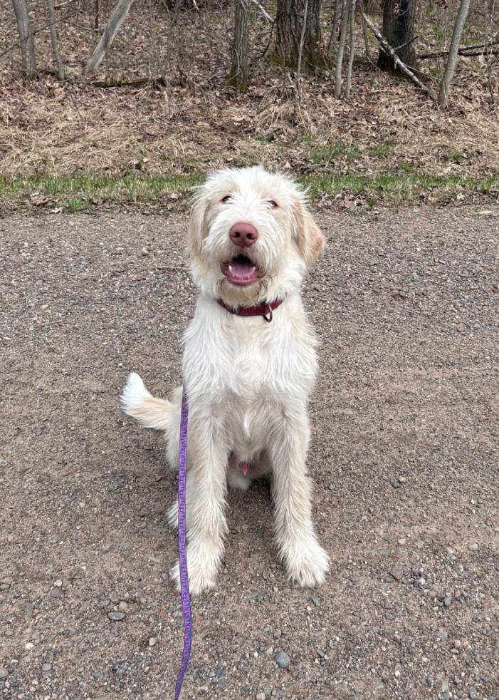 Louie, adopted, Young Male Labradoodle.