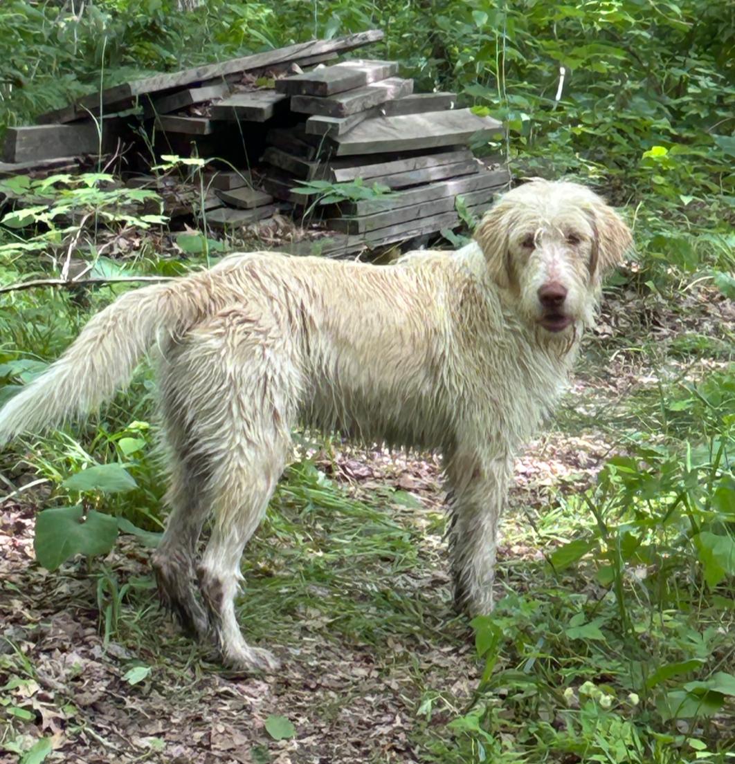 Louie, an adopted mixed breed in Brainerd, MN image 2/2