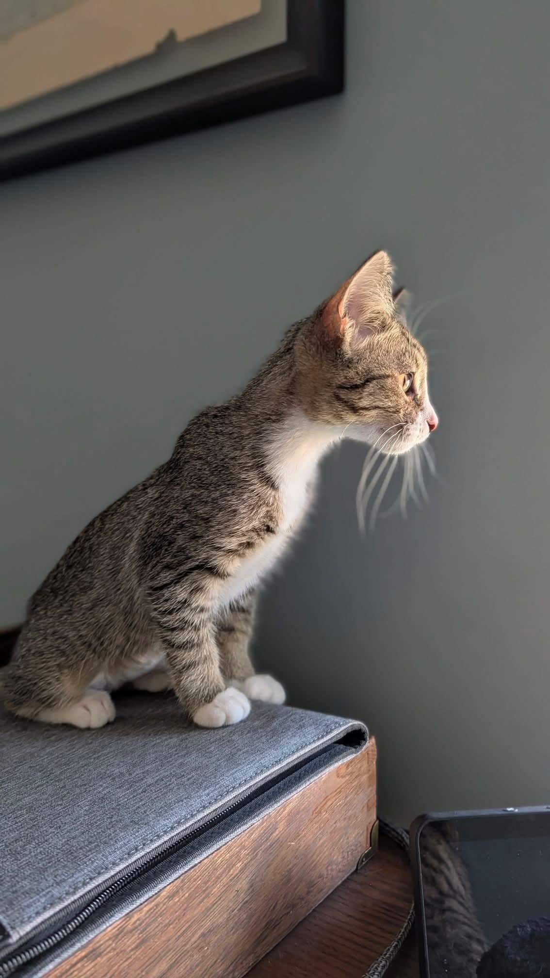 Cricket, a ADOPTABLE Domestic Short Hair in East Lansing, MI image 3/3