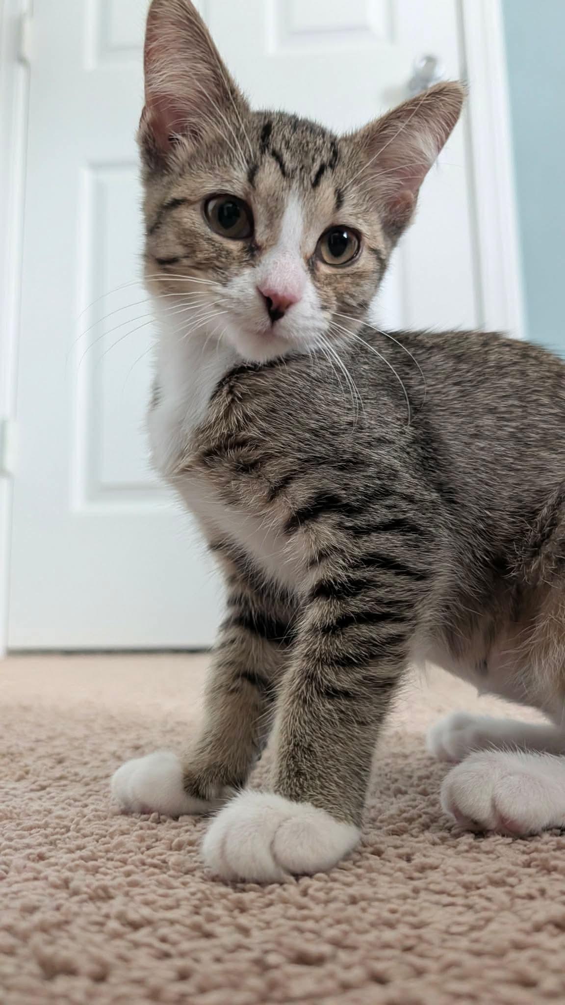 Cricket, ADOPTABLE, Kitten Female Domestic Short Hair.