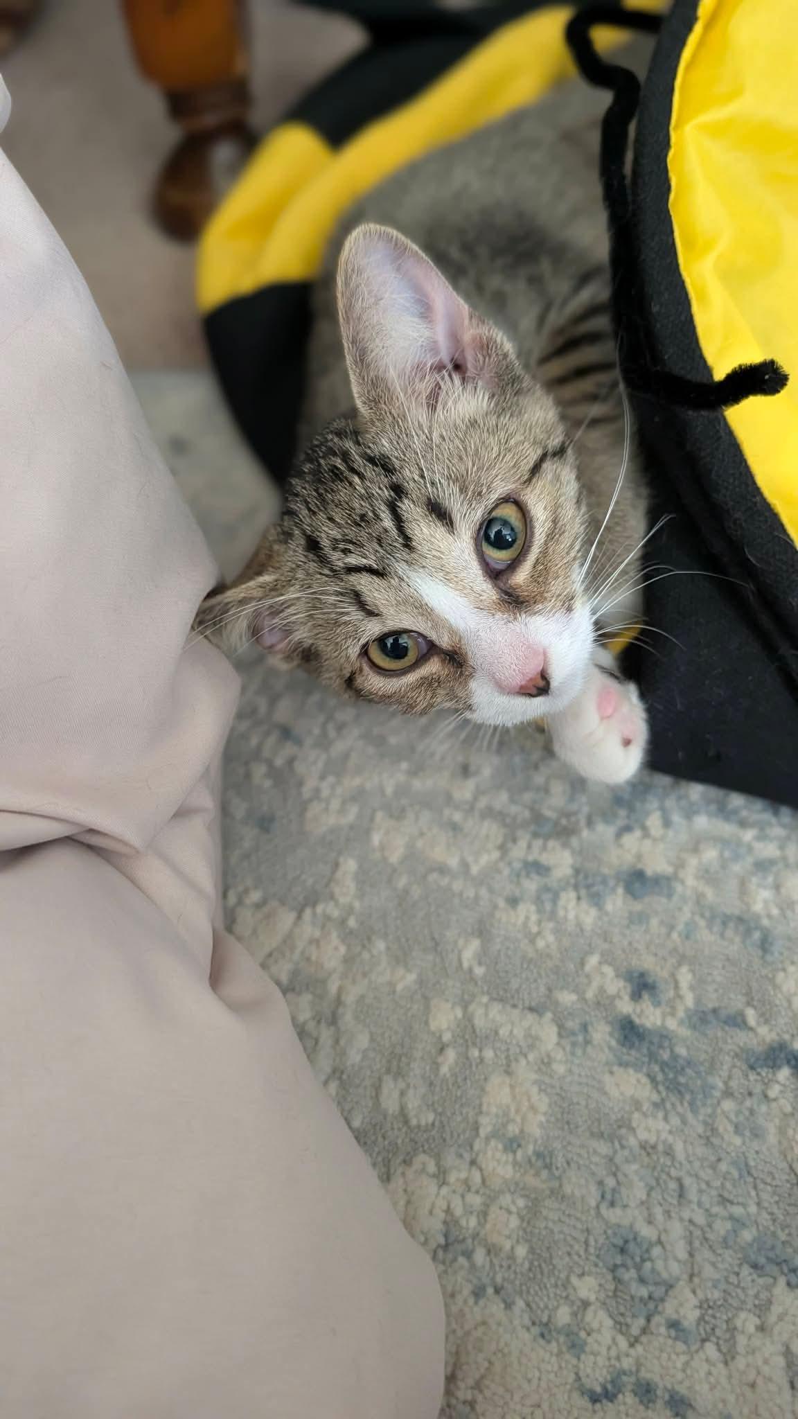 Cricket, a ADOPTABLE Domestic Short Hair in East Lansing, MI image 2/3