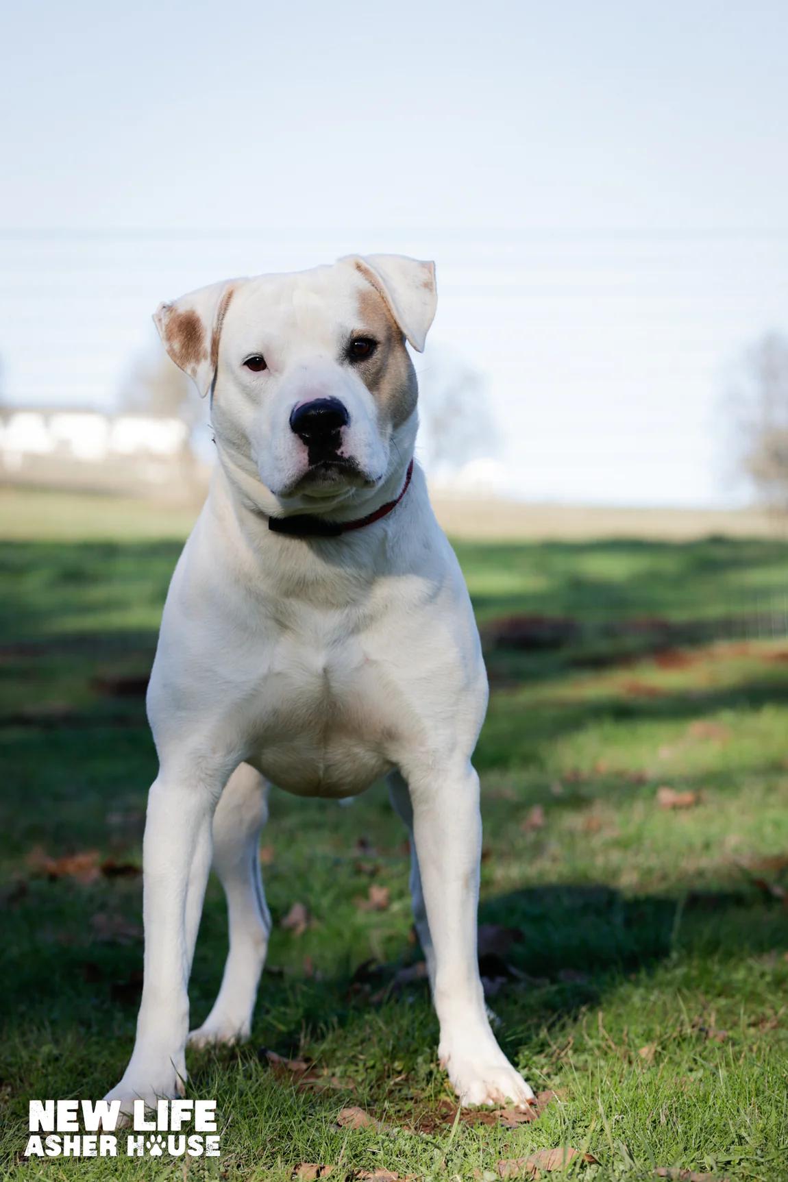 Enlarge Champ, a ADOPTABLE mixed breed in Portland, OR image 2/2