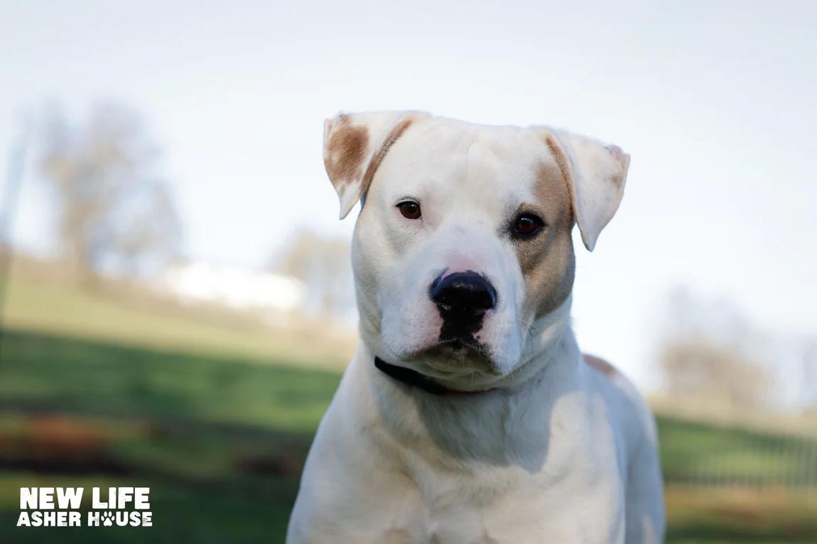 Enlarge Champ, a ADOPTABLE mixed breed in Portland, OR image 1/2