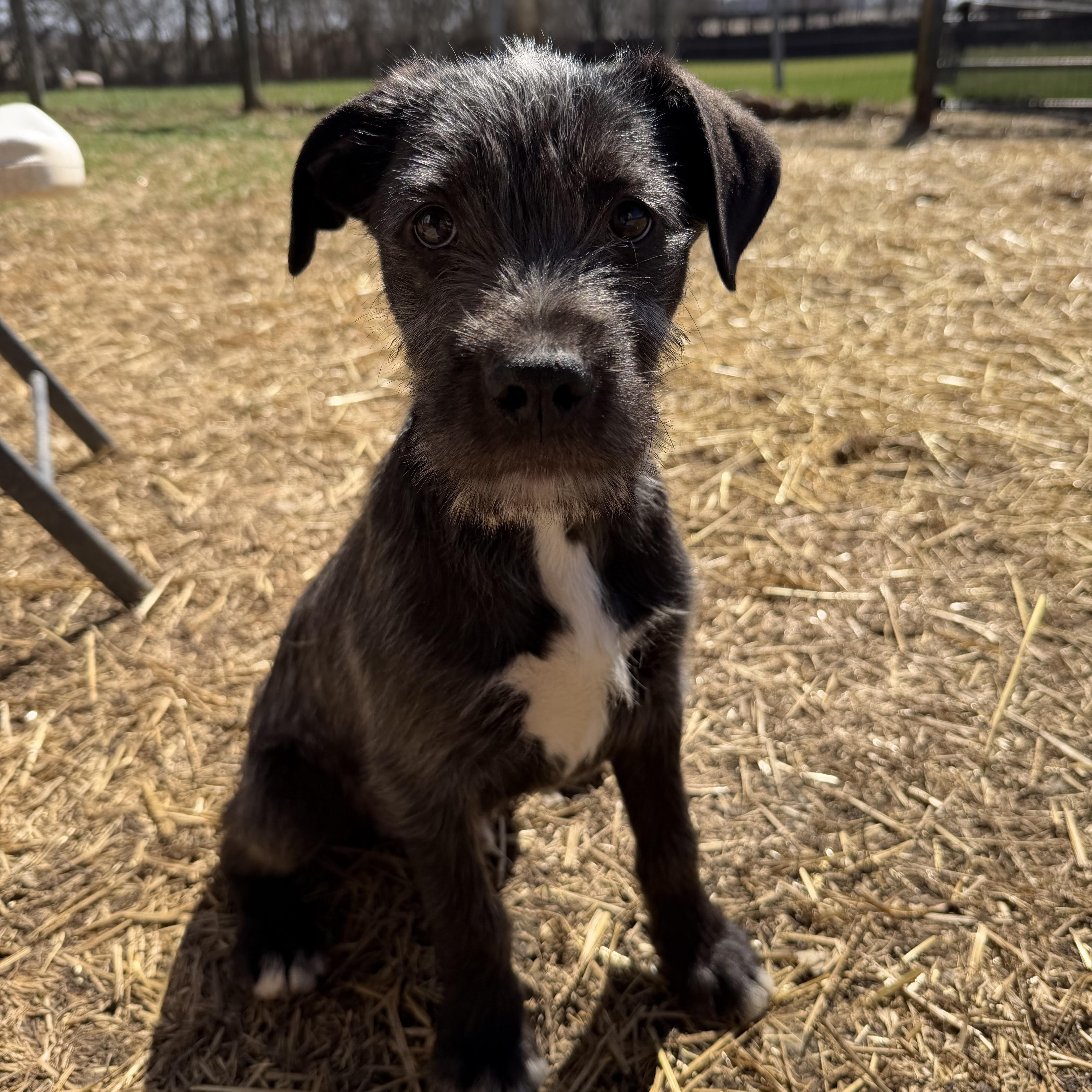 Enlarge Andy, an adopted Mixed Breed in South Charleston, OH image 1/1