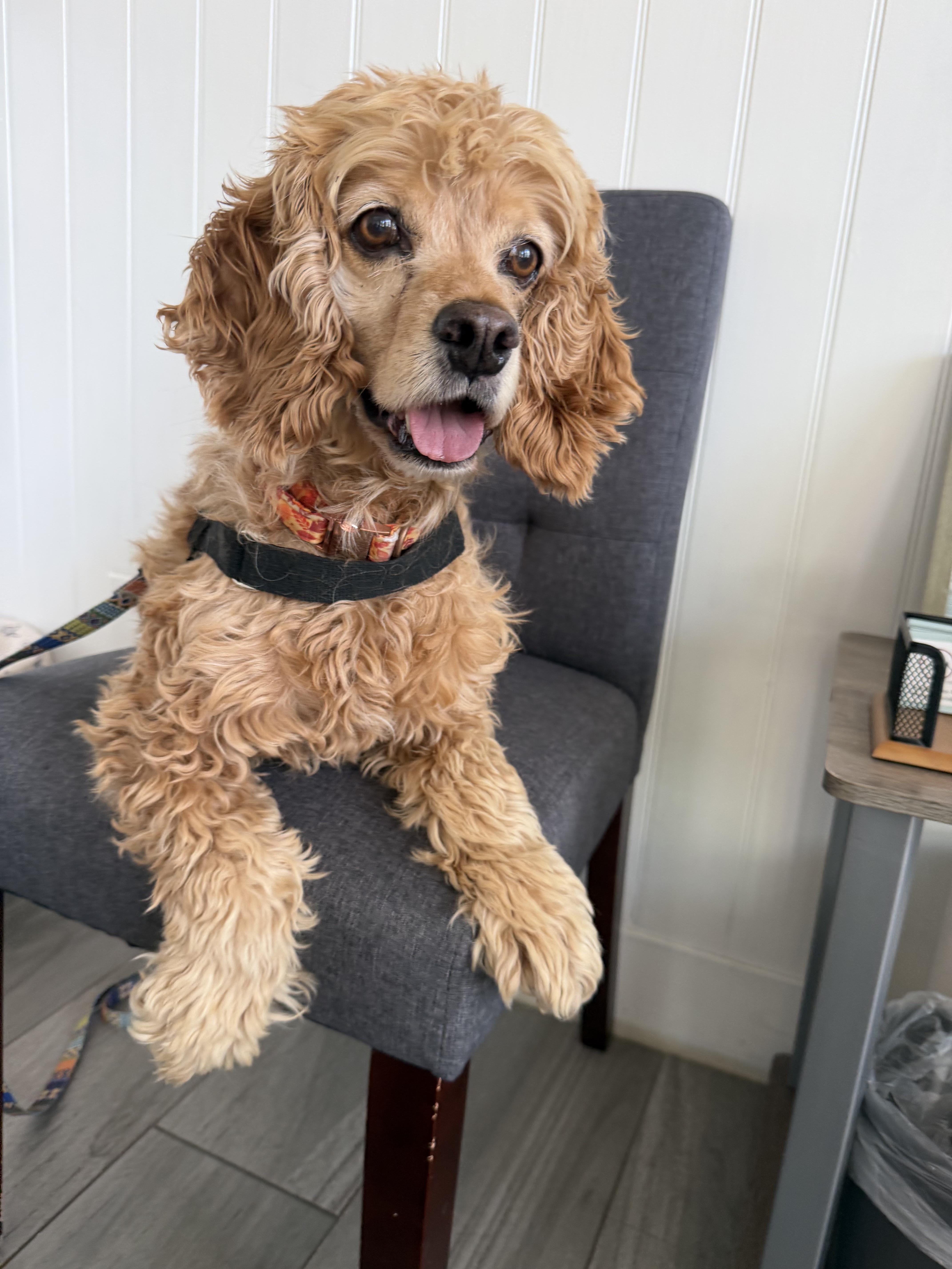 Hero, Adoptable, Adult Male Cocker Spaniel.