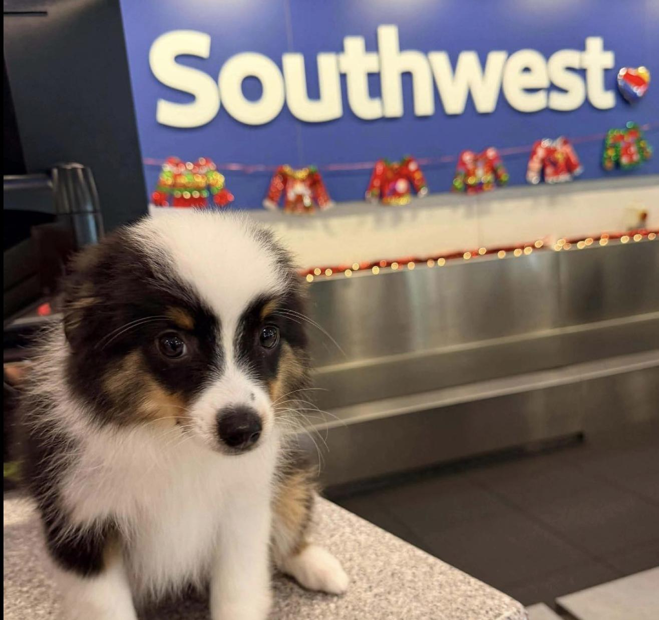 Echo James/Rocket, Adopted, Young Male Australian Shepherd.
