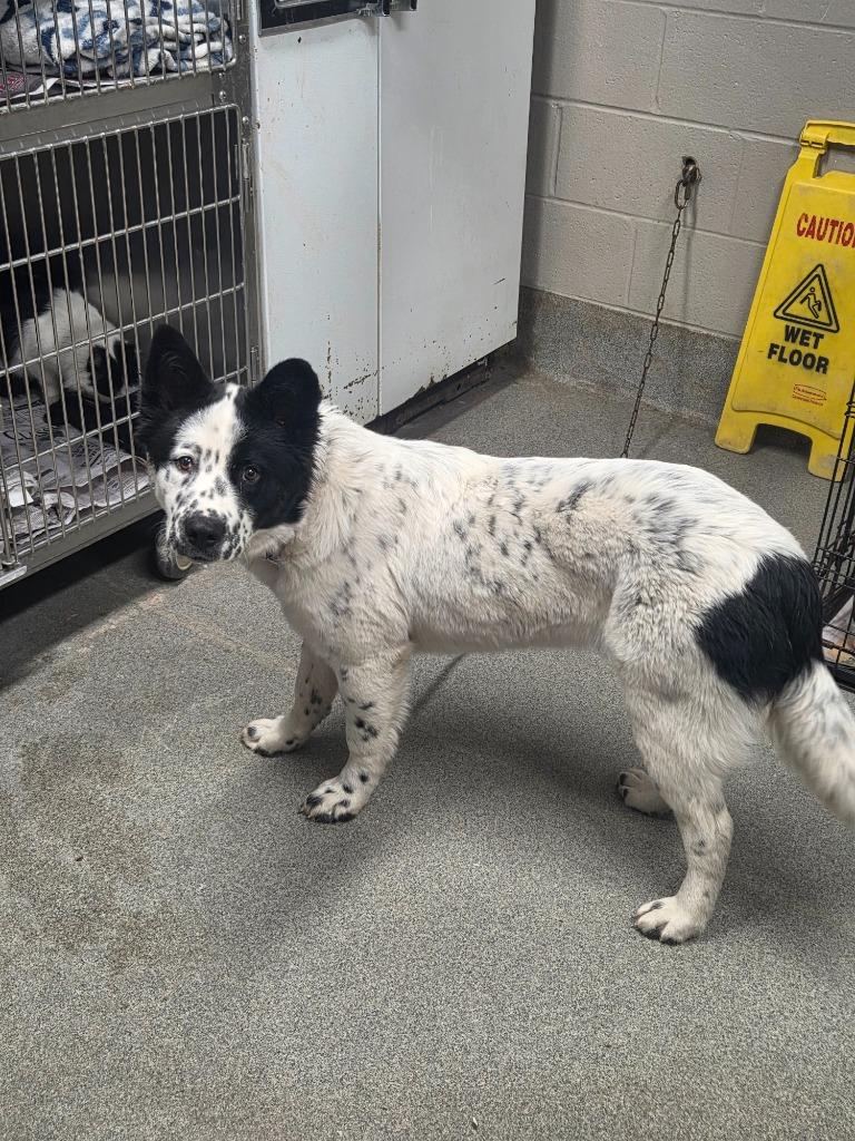 Sally Snow/Lady, Adoptable, Young Female Border Collie.