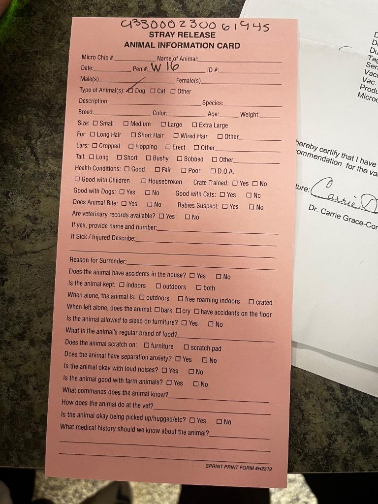 Enlarge Sally Snow/Lady, a Adoptable mixed breed in Hopkinsville, KY image 2/4