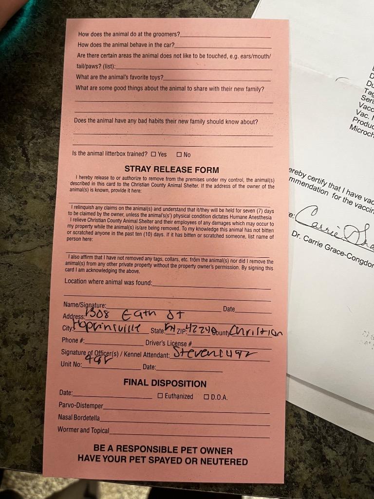 Enlarge Sally Snow/Lady, a Adoptable mixed breed in Hopkinsville, KY image 3/4