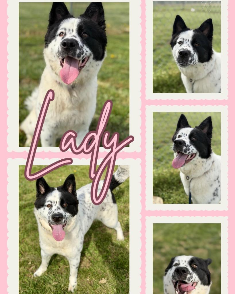 Enlarge Sally Snow/Lady, a Adoptable mixed breed in Hopkinsville, KY image 4/4