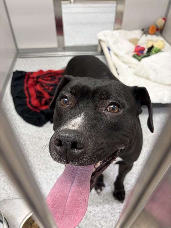 Enlarge Nola, a Adoptable mixed breed in Maple Ridge, BC image 1/1