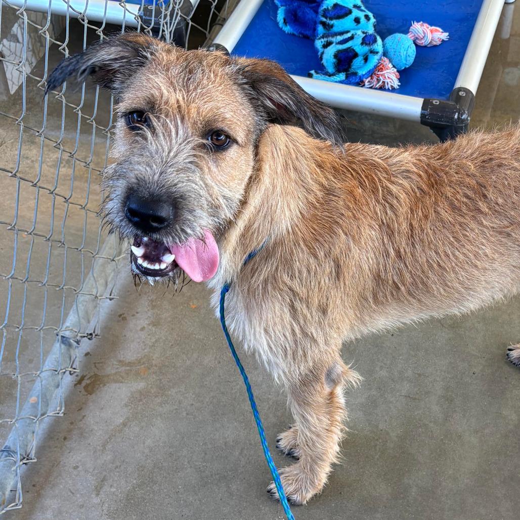 WINSTON, a ADOPTABLE mixed breed in Joshua Tree, CA image 2/3