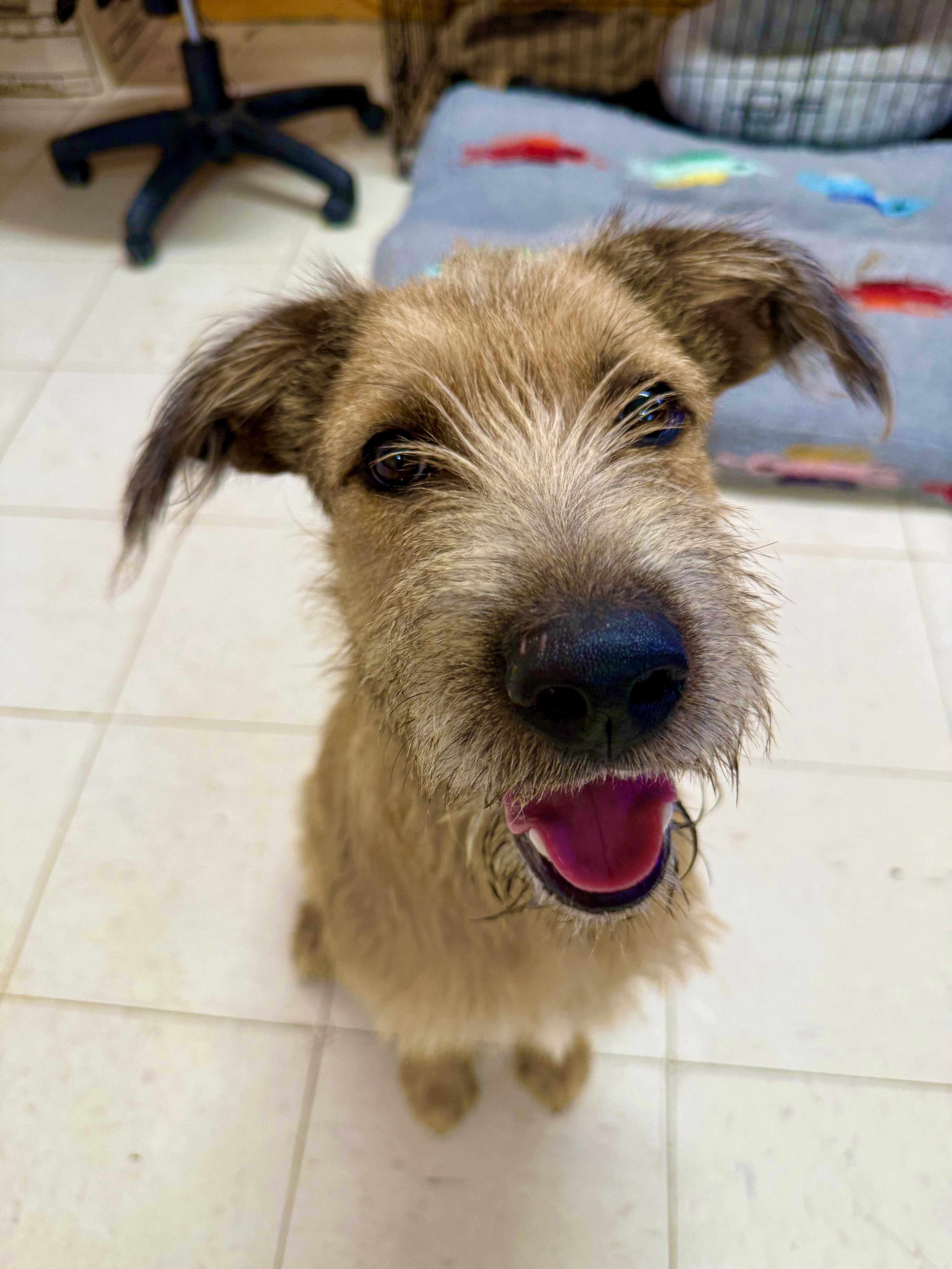 WINSTON, a ADOPTABLE mixed breed in Joshua Tree, CA image 3/3