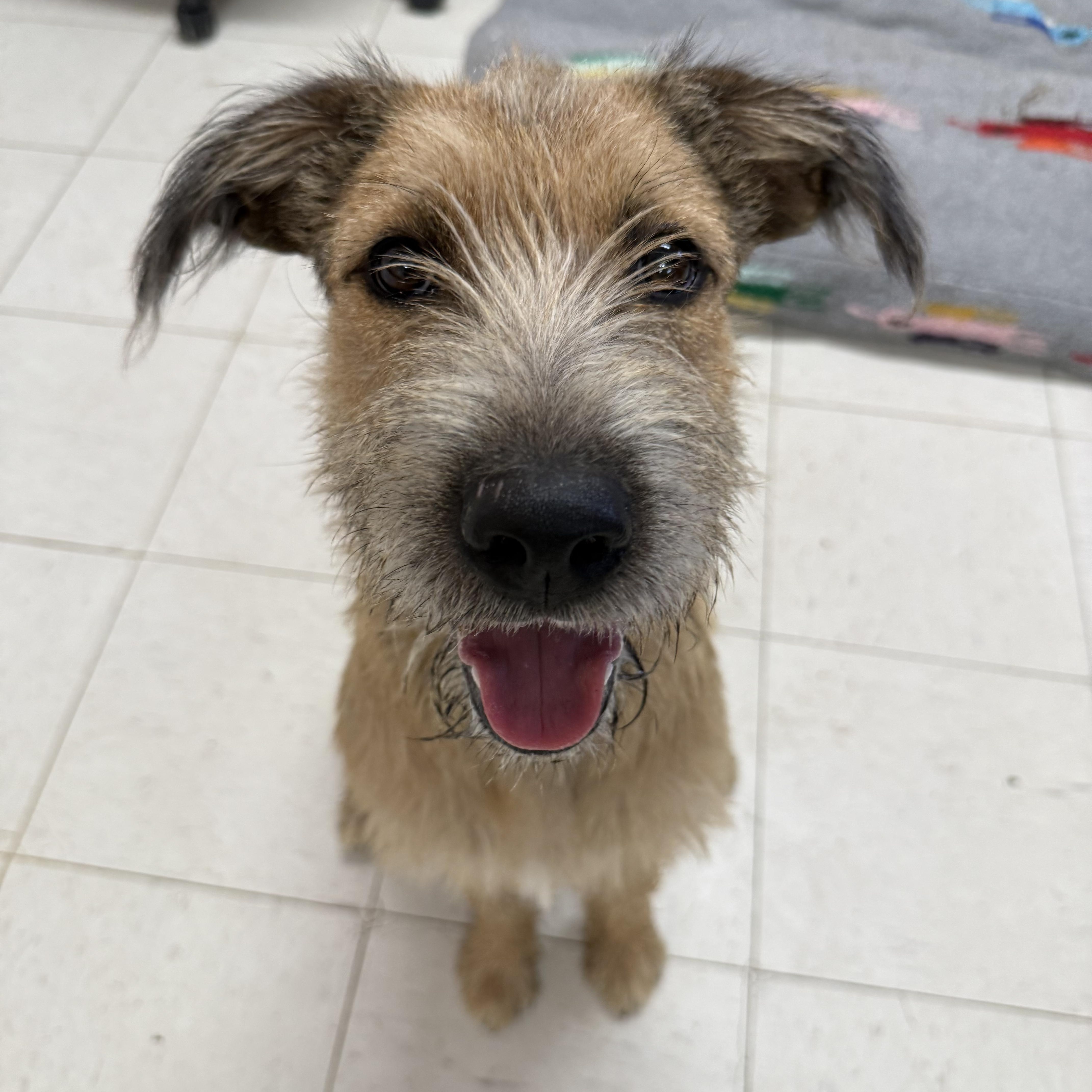 WINSTON, ADOPTABLE, Young Male Terrier & Carolina Dog.