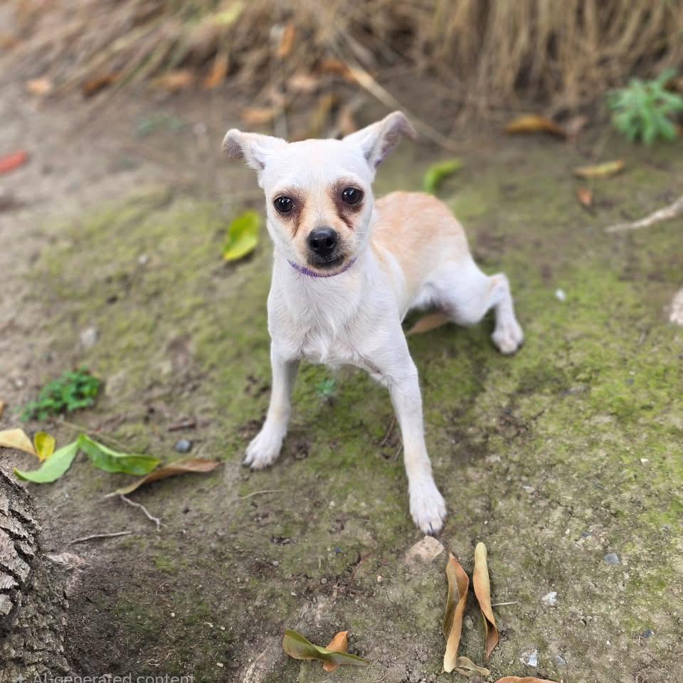 Enlarge Hercules, a Adoptable mixed breed in Visalia, CA image 1/1