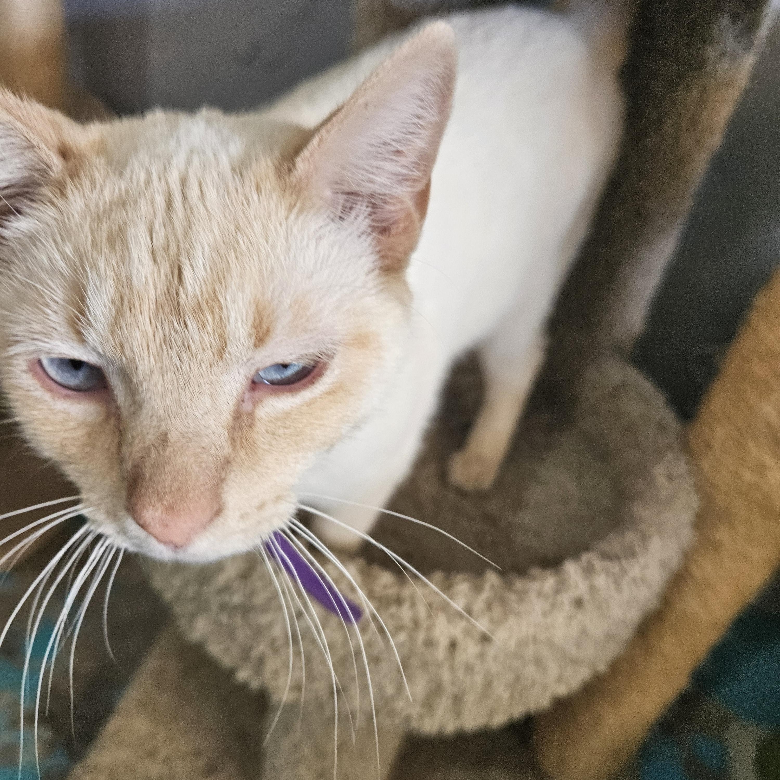 Princess Leia, ADOPTABLE, Adult Female Siamese.