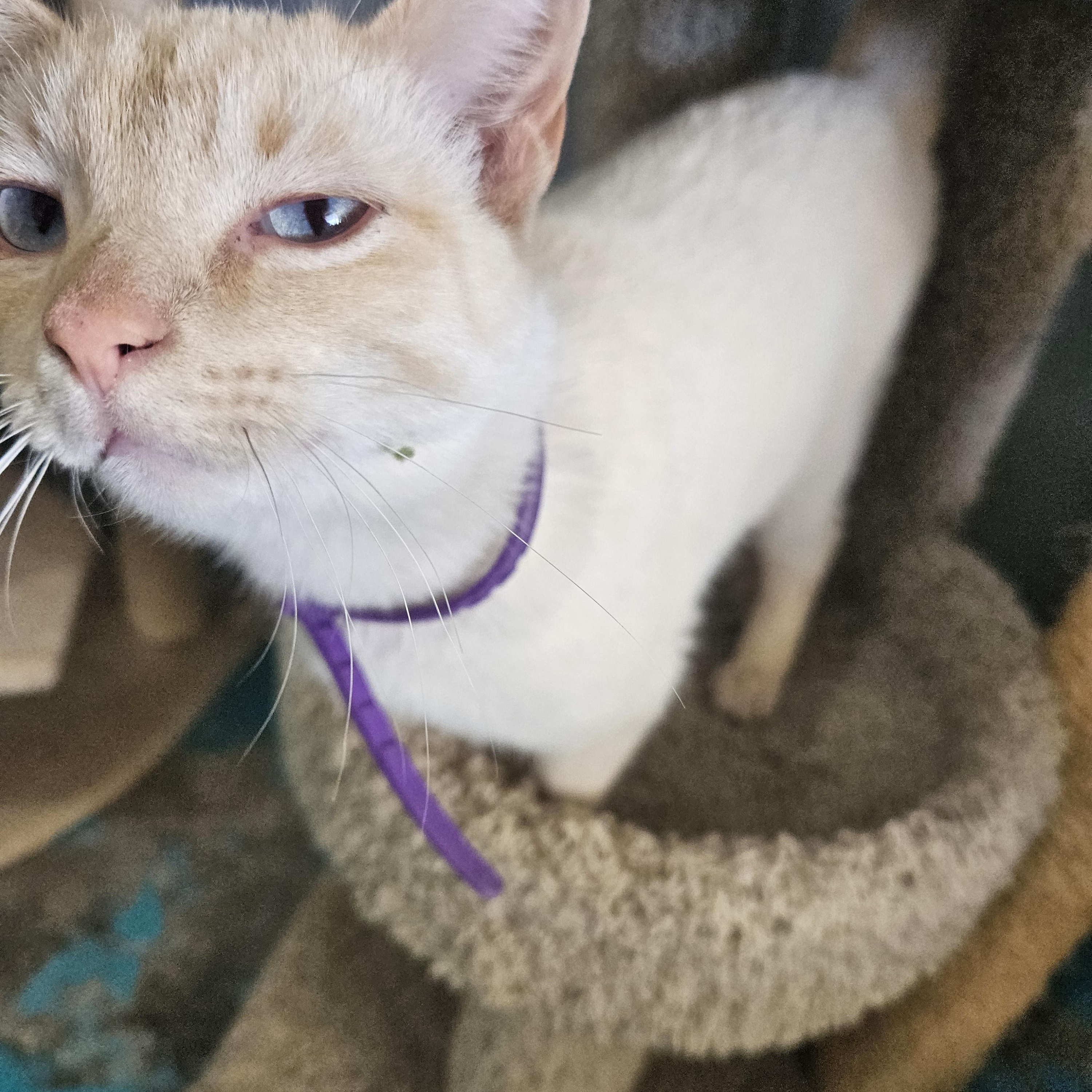 Enlarge Princess Leia, a ADOPTABLE Siamese in Alpine, TX image 2/2