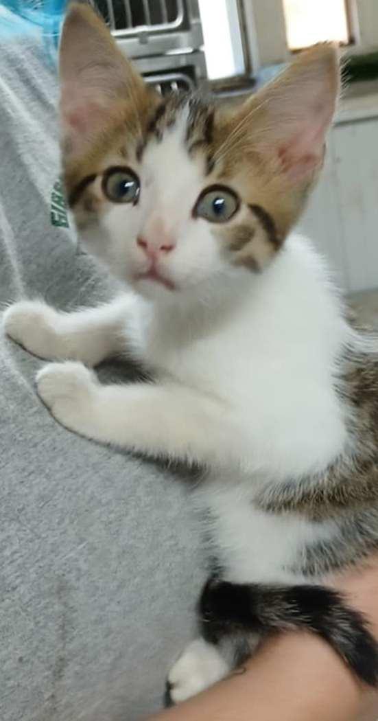 Benson