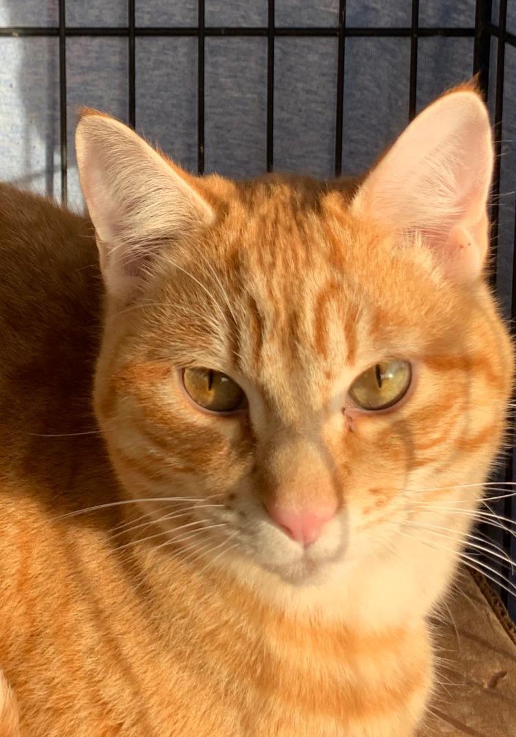 Rufus, Adoptable, Young Male Domestic Short Hair.