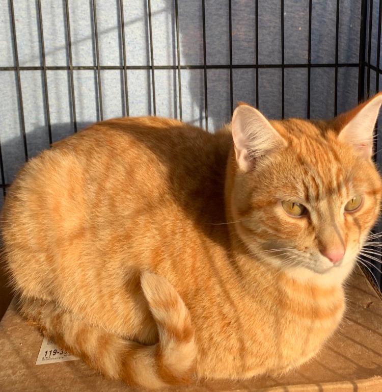 Rufus, a Adoptable Domestic Short Hair in Redding, CA image 2/3