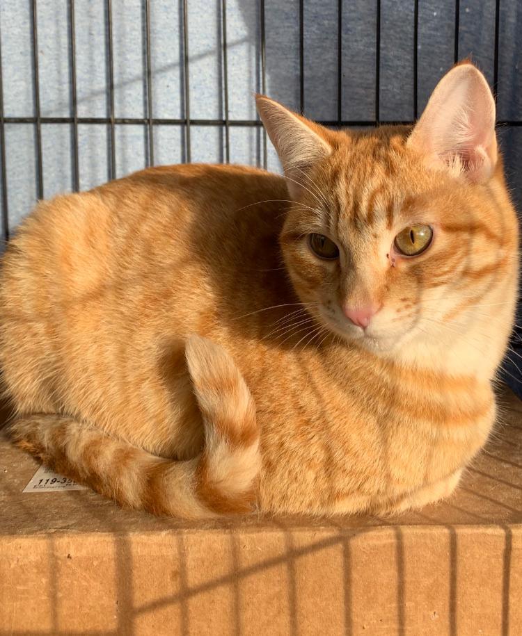 Rufus, a Adoptable Domestic Short Hair in Redding, CA image 3/3