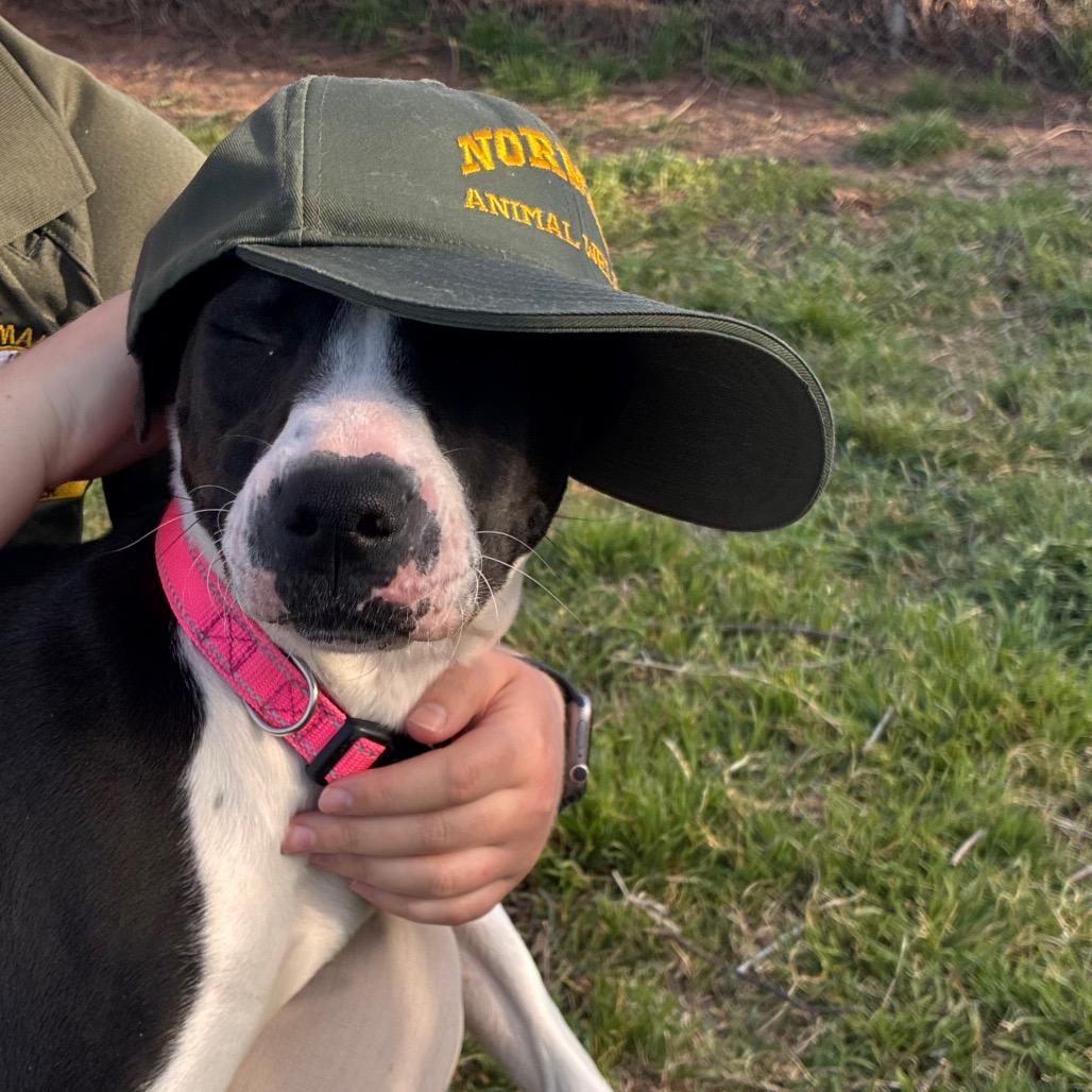 Joplin, Adoptable, Puppy Female Pit Bull Terrier.