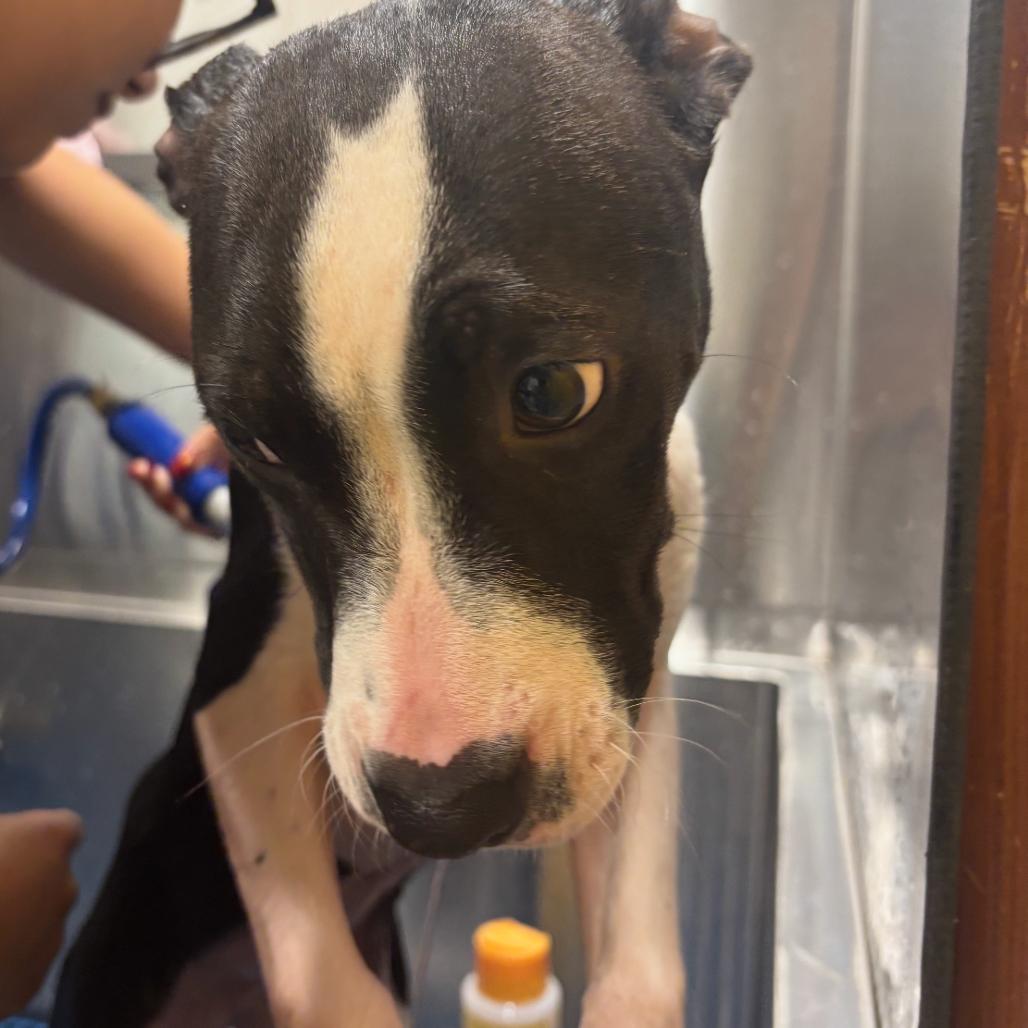 Joplin, Adoptable, Puppy Female Pit Bull Terrier.