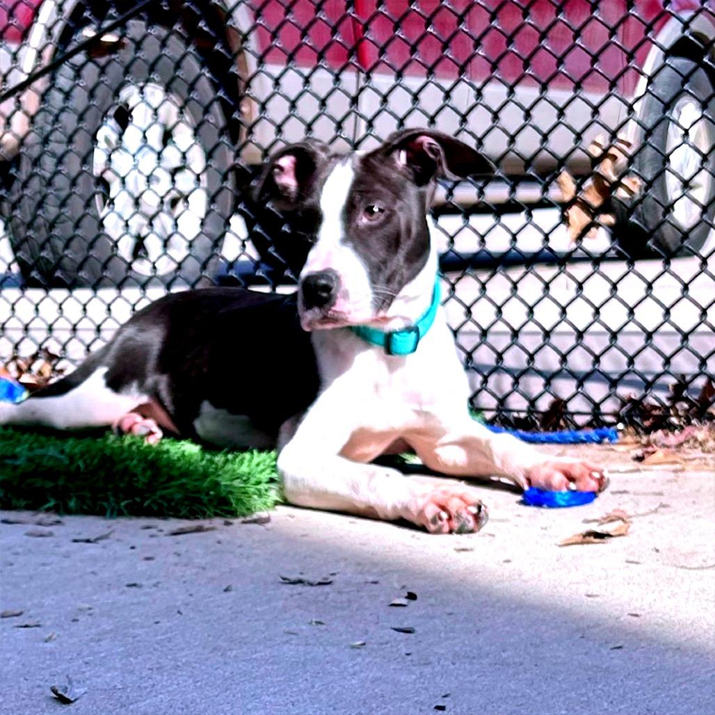 Enlarge Joplin, a Adoptable Pit Bull Terrier in Norman, OK image 2/4