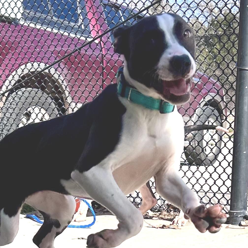 Enlarge Joplin, a Adoptable Pit Bull Terrier in Norman, OK image 3/4