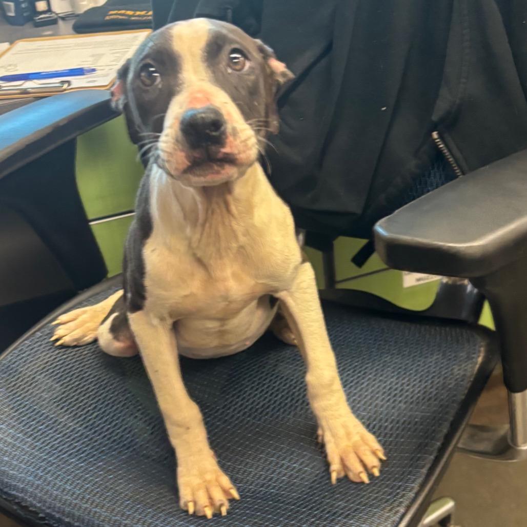 Enlarge Joplin, a Adoptable Pit Bull Terrier in Norman, OK image 4/4