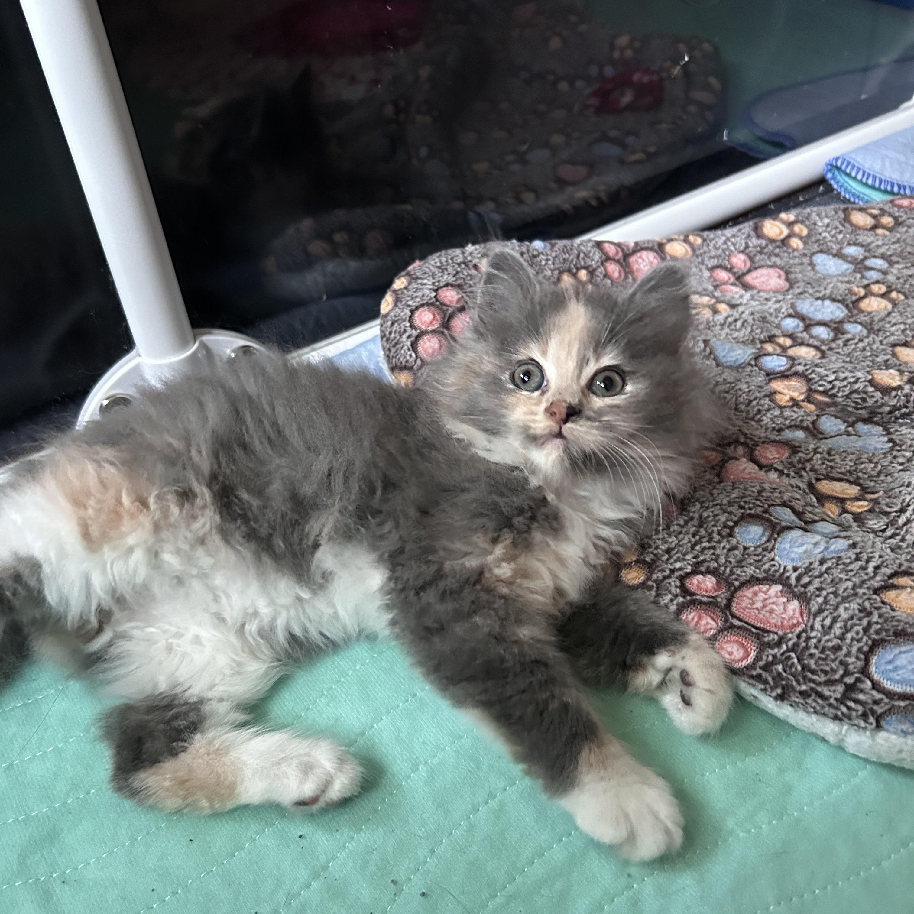 Abalone (classic A), an adopted Domestic Long Hair in Warminster, PA image 2/6