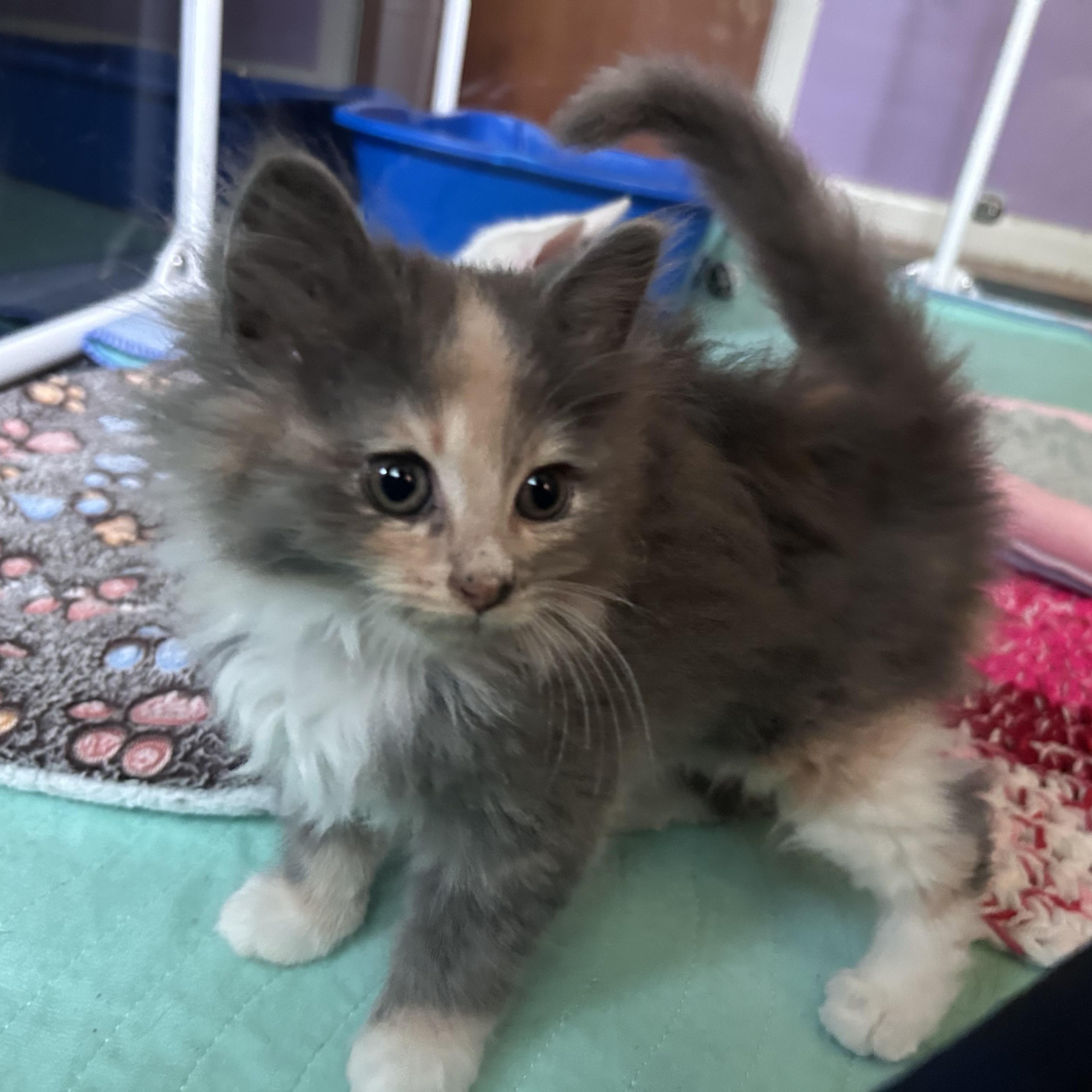 Abalone (classic A), an adopted Domestic Long Hair in Warminster, PA image 1/6