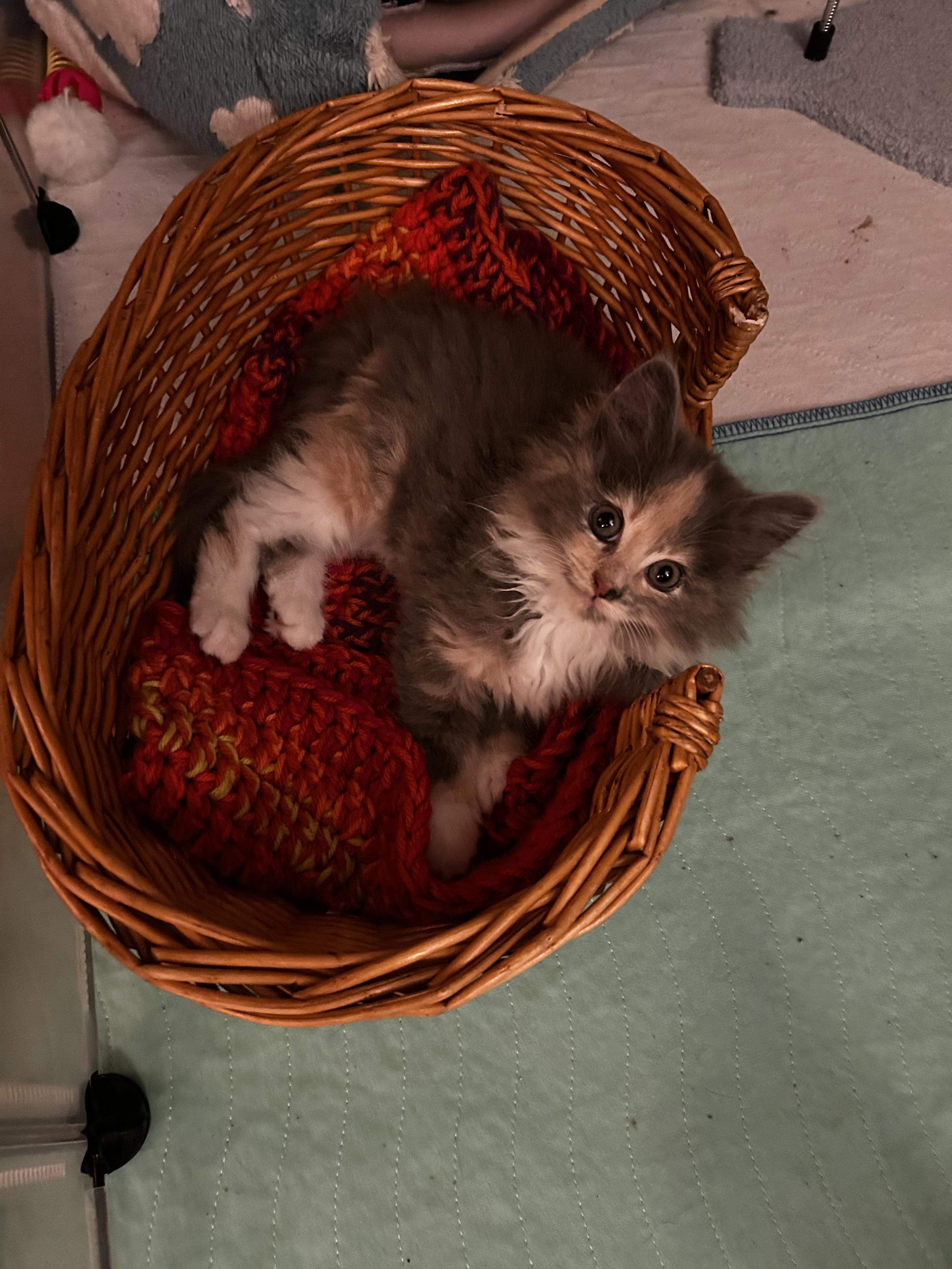 Abalone (classic A), an adopted Domestic Long Hair in Warminster, PA image 5/6