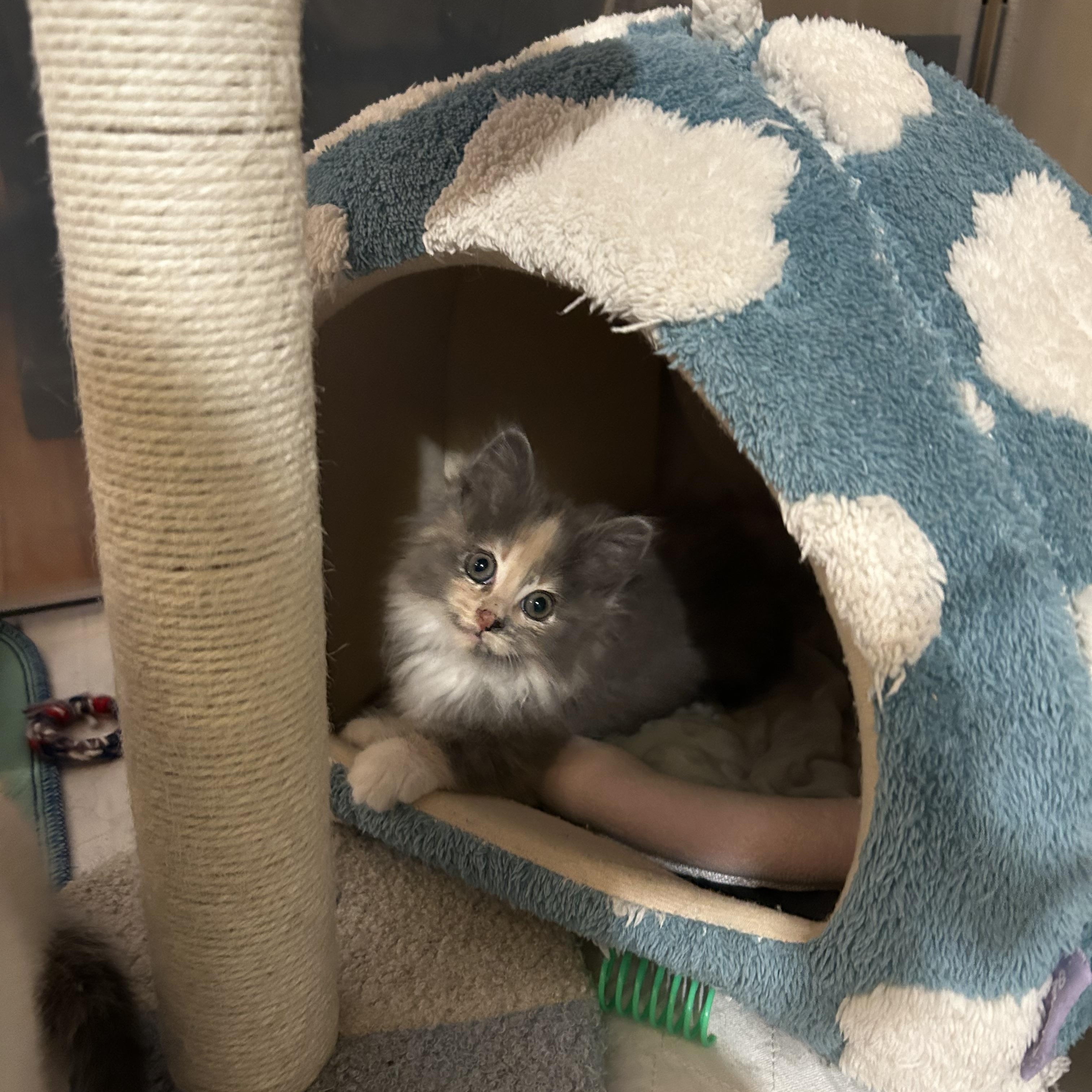 Abalone (classic A), an adopted Domestic Long Hair in Warminster, PA image 6/6
