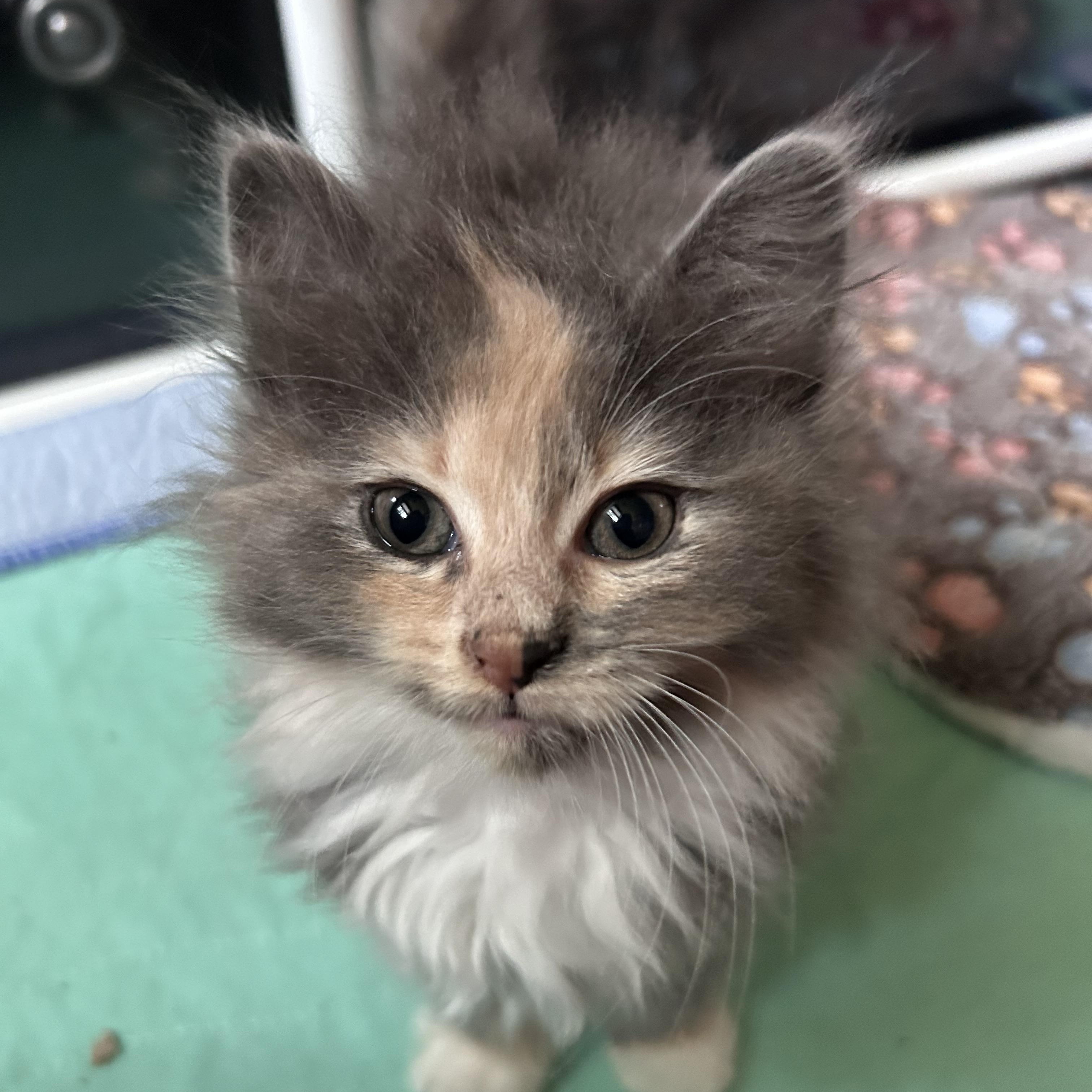 Abalone (classic A), an adopted Domestic Long Hair in Warminster, PA image 3/6