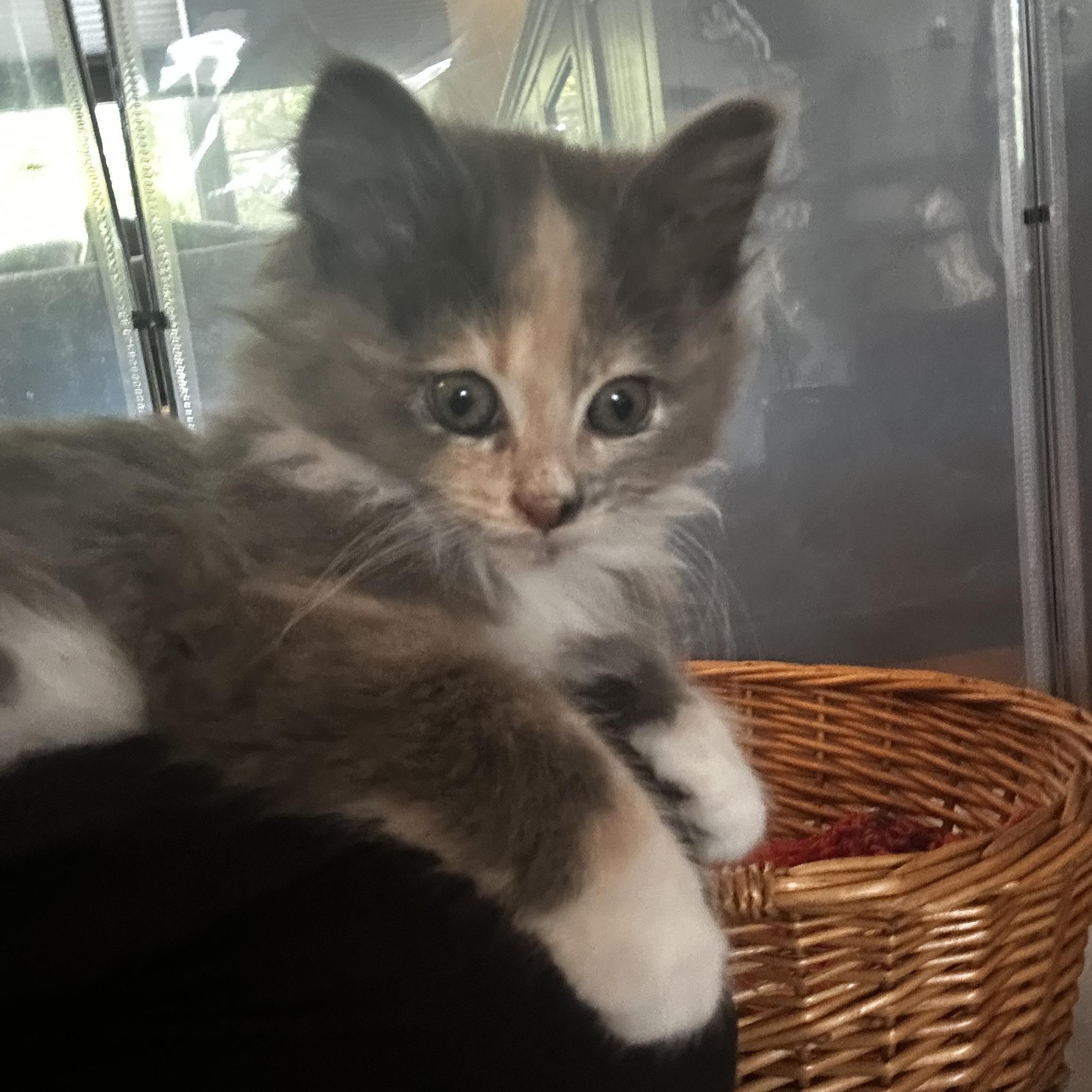 Abalone (classic A), an adopted Domestic Long Hair in Warminster, PA image 4/6
