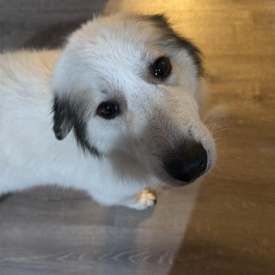 Enlarge Pancake, a Adopted mixed breed in Wando, SC image 2/4
