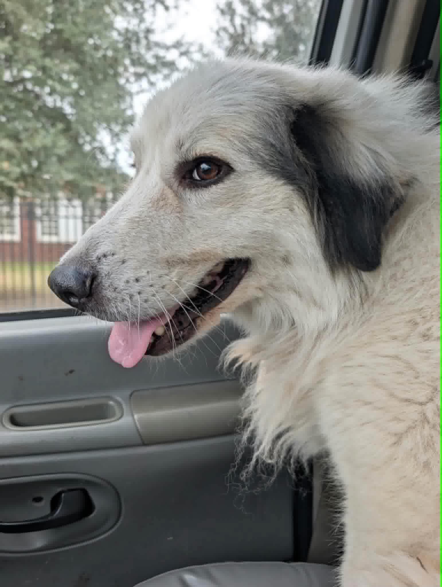 Enlarge Pancake, a Adopted mixed breed in Wando, SC image 3/4