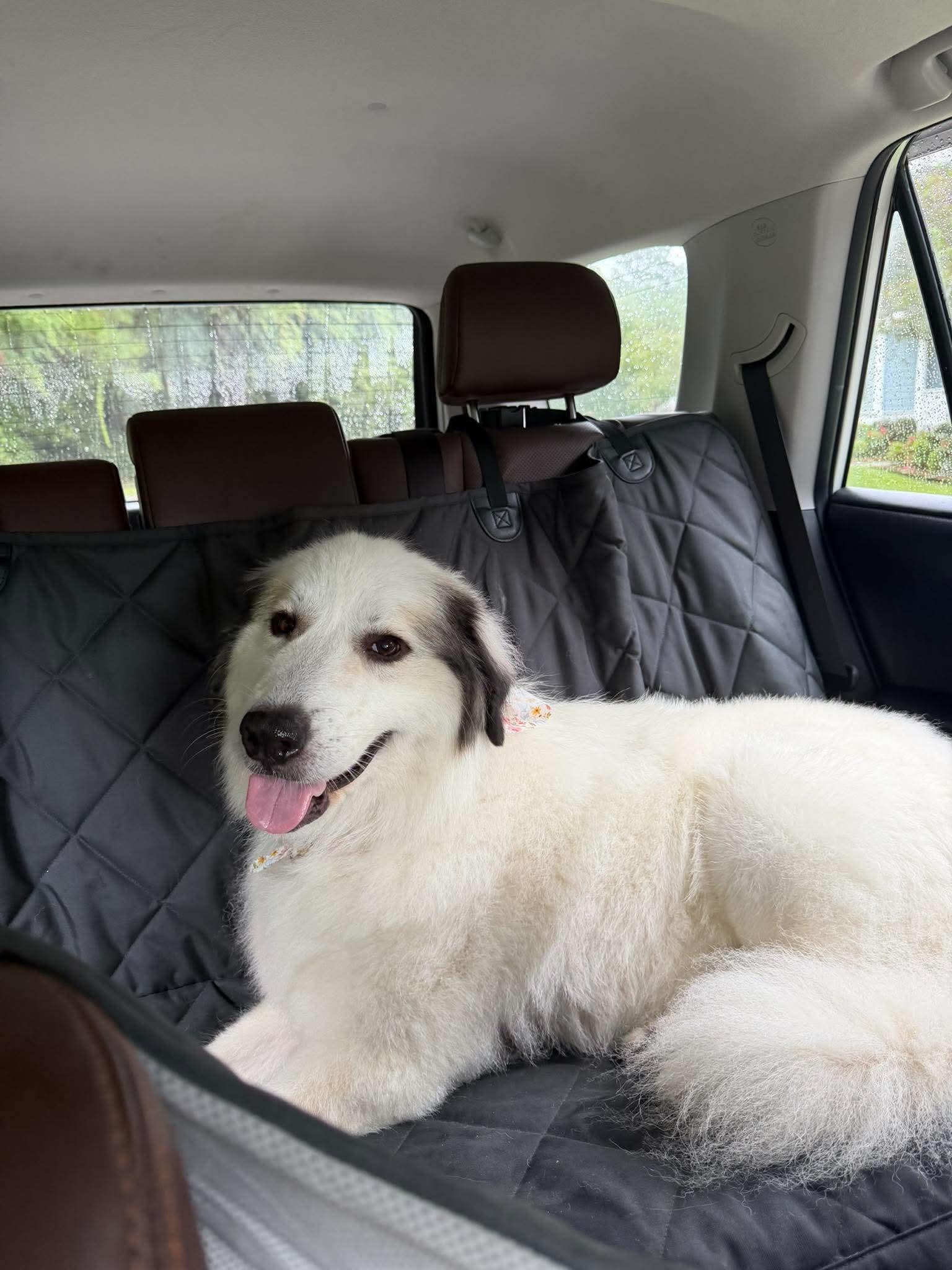 Enlarge Pancake, a Adopted mixed breed in Wando, SC image 1/4