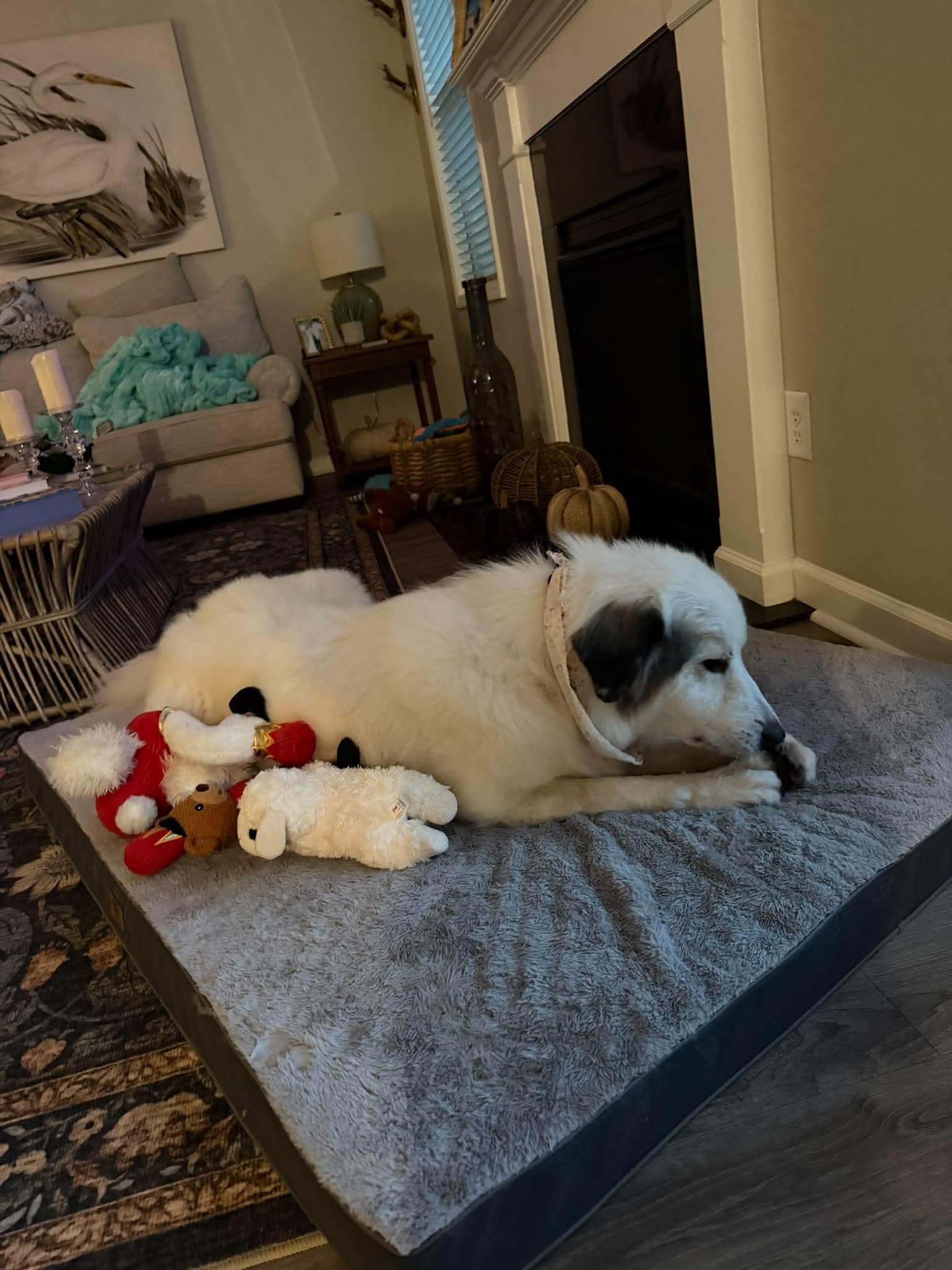 Enlarge Pancake, a Adopted mixed breed in Wando, SC image 4/4