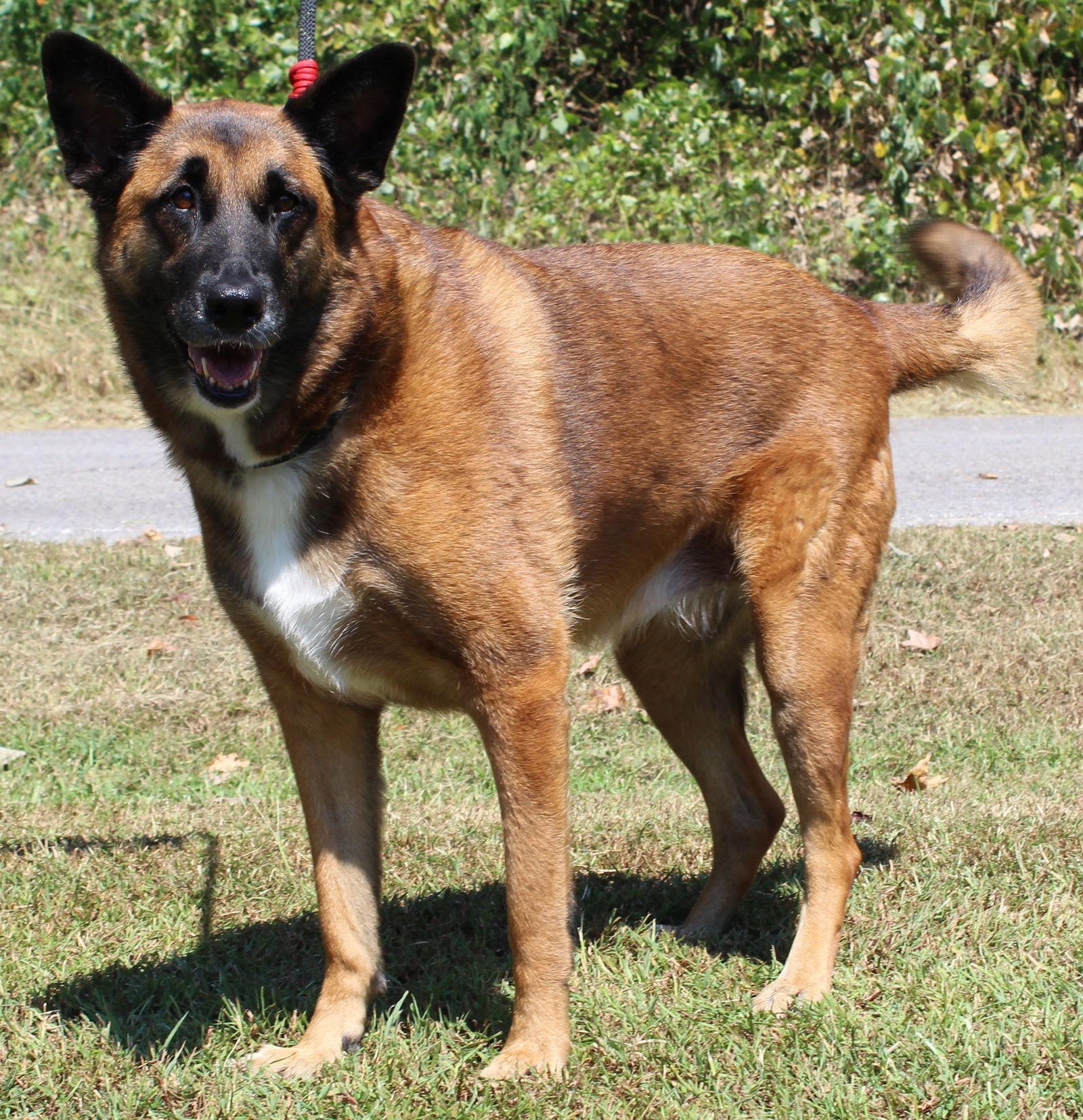 Angel 38841, a Adopted mixed breed in Prattville, AL image 1/3