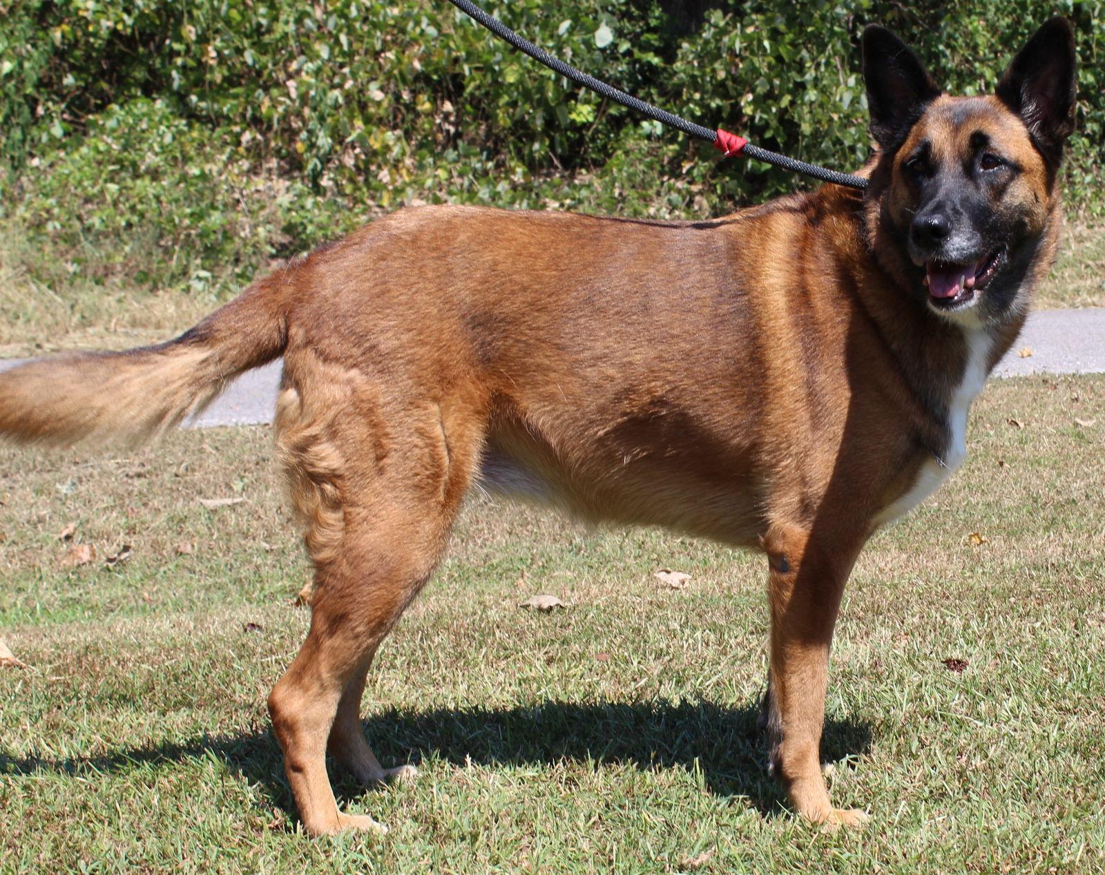 Angel 38841, a Adopted mixed breed in Prattville, AL image 3/3