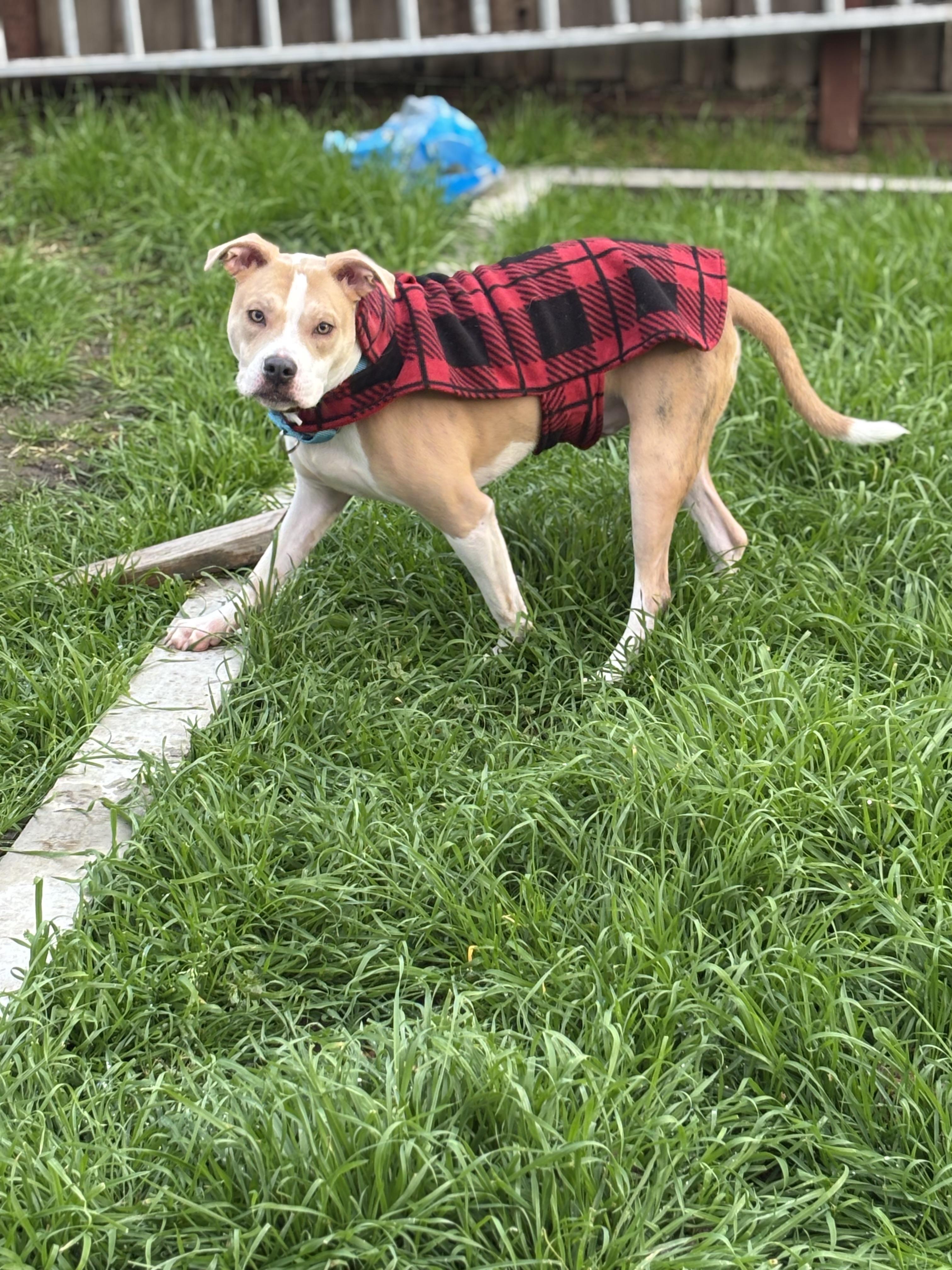 Enlarge Biscotti, an adopted mixed breed in Hayward, CA image 3/6