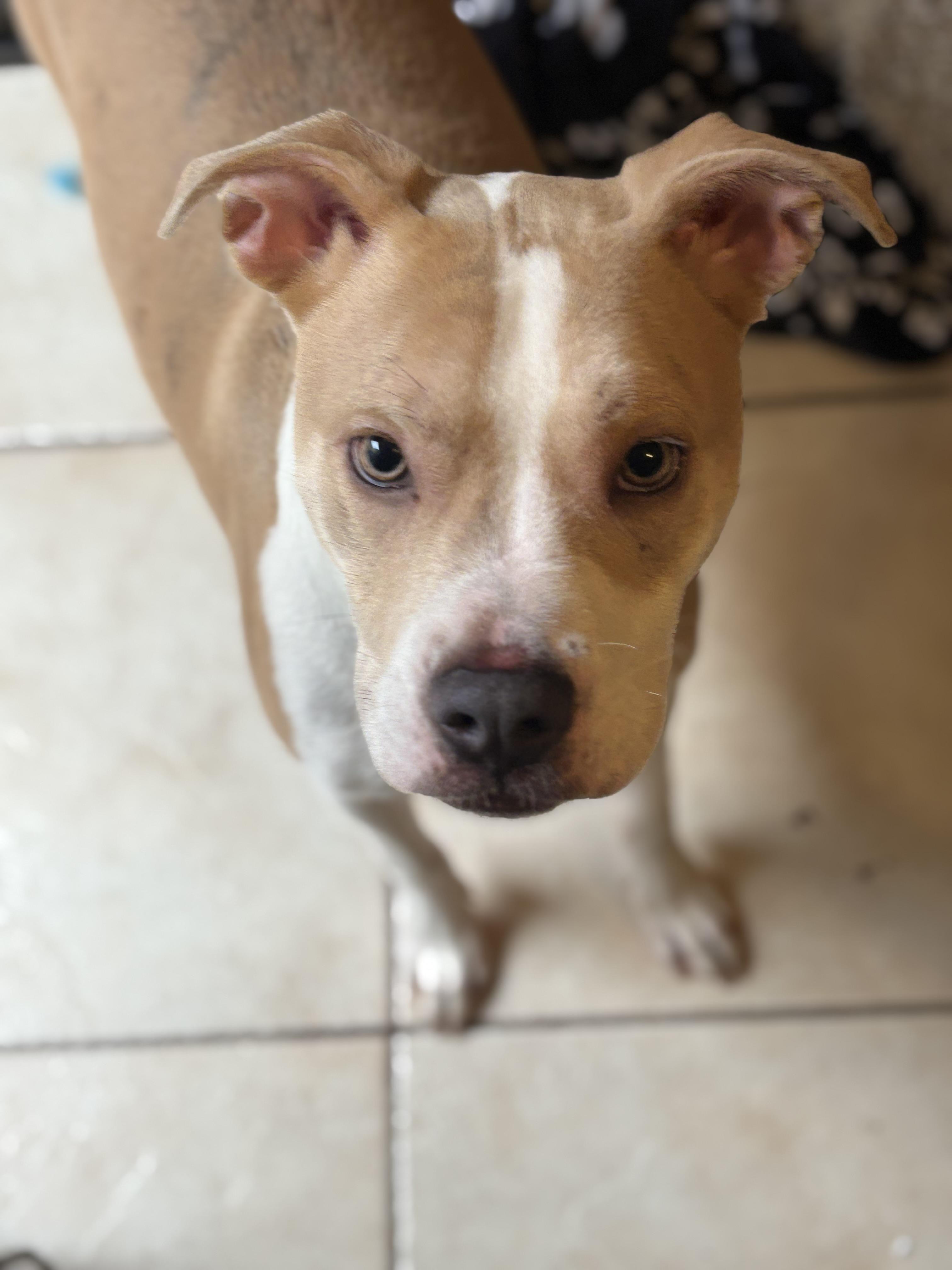 Enlarge Biscotti, an adopted mixed breed in Hayward, CA image 1/6