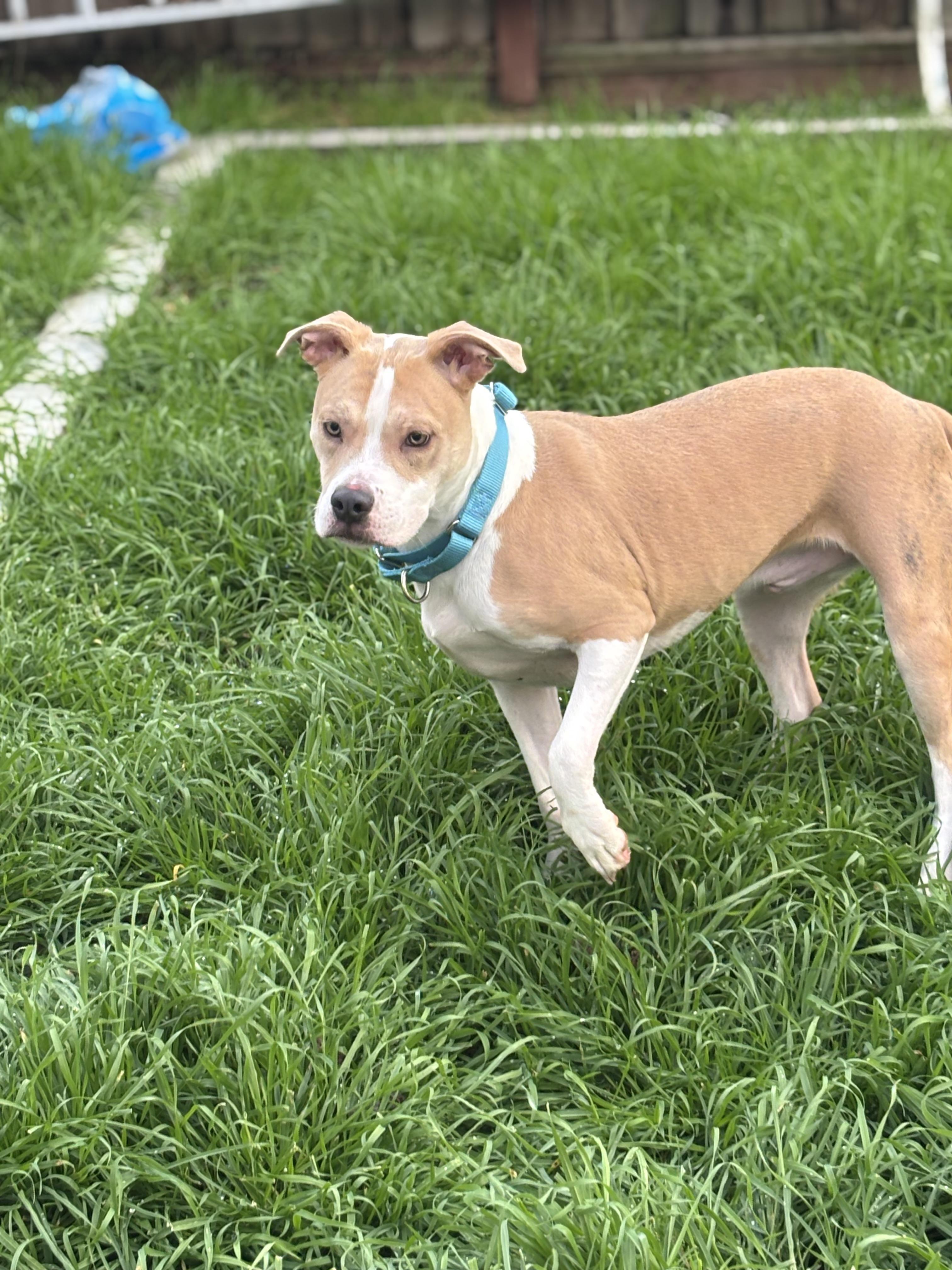 Enlarge Biscotti, an adopted mixed breed in Hayward, CA image 2/6