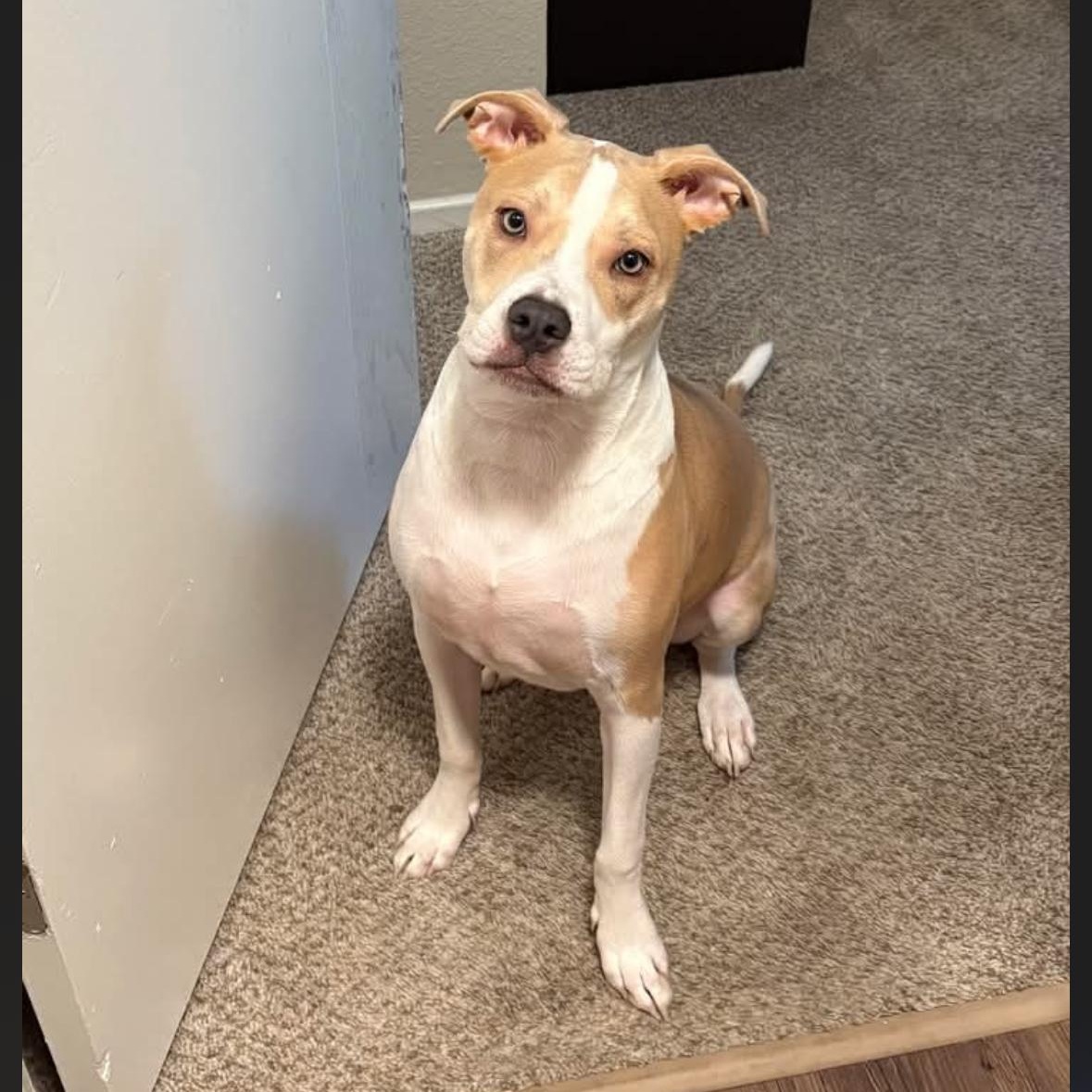 Enlarge Biscotti, an adopted mixed breed in Hayward, CA image 6/6