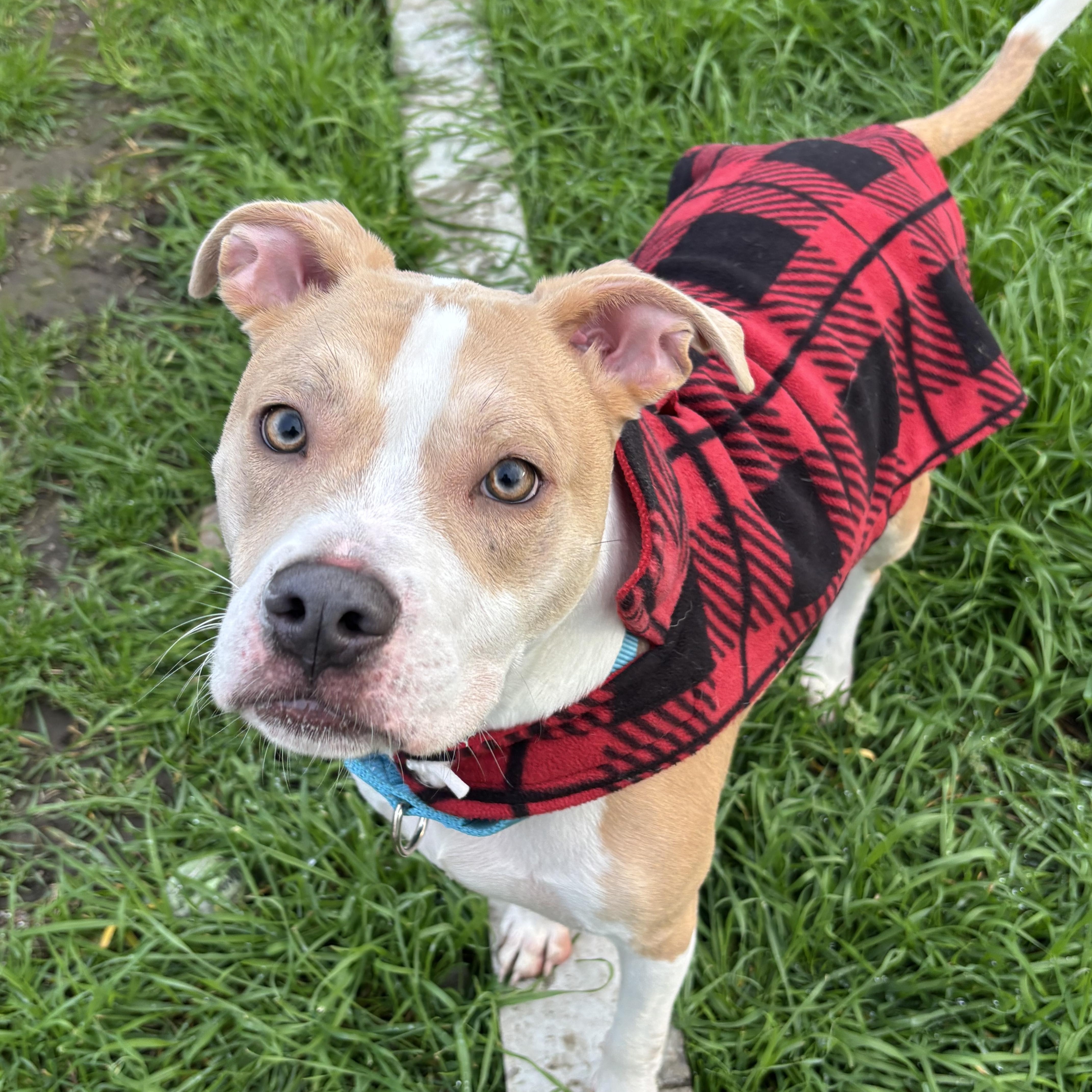 Enlarge Biscotti, an adopted mixed breed in Hayward, CA image 4/6