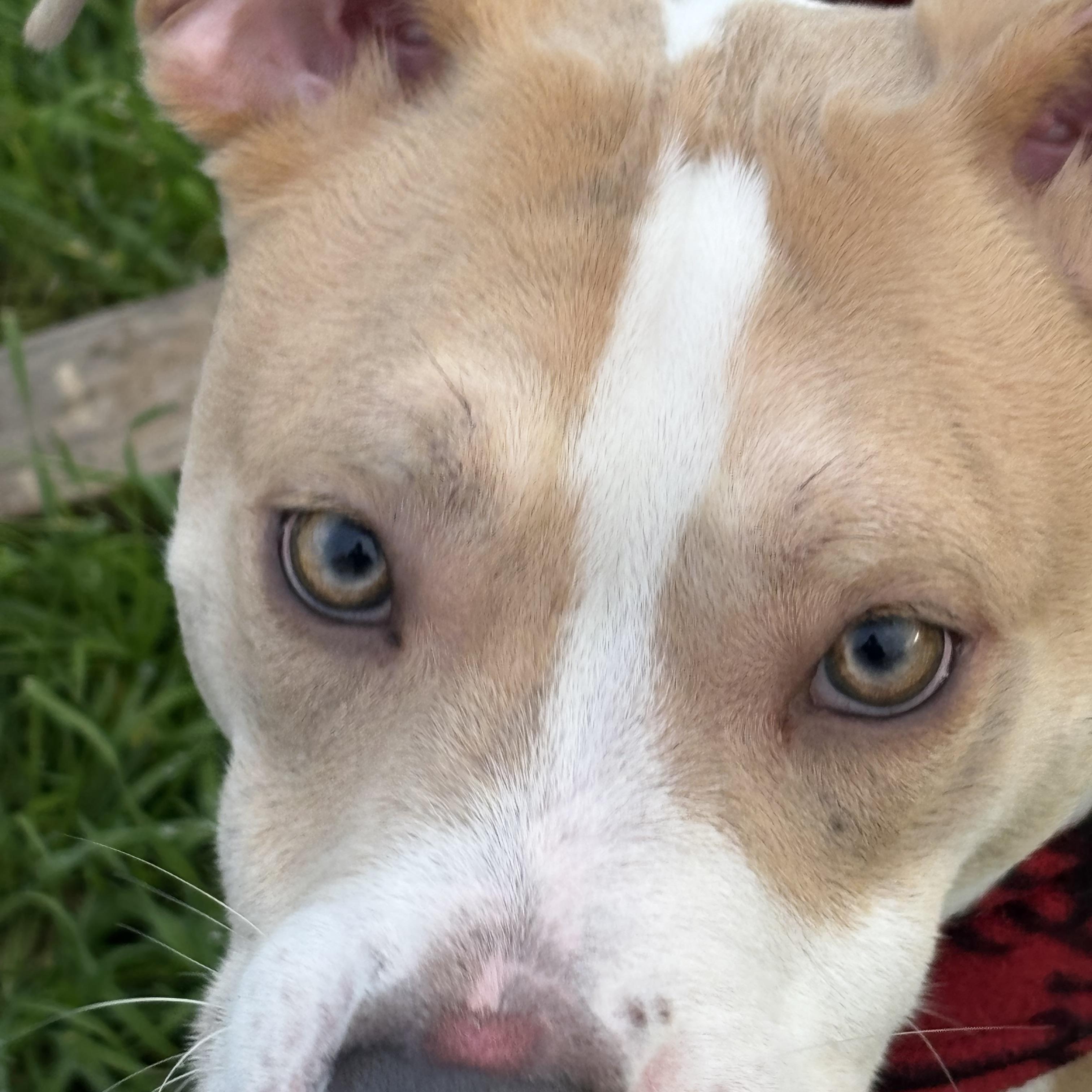 Biscotti — thumbnail 6