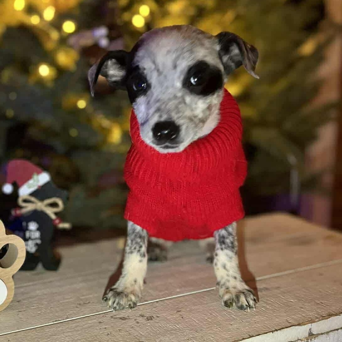 Enlarge Grits, a ADOPTABLE mixed breed in Windsor, ON image 4/6