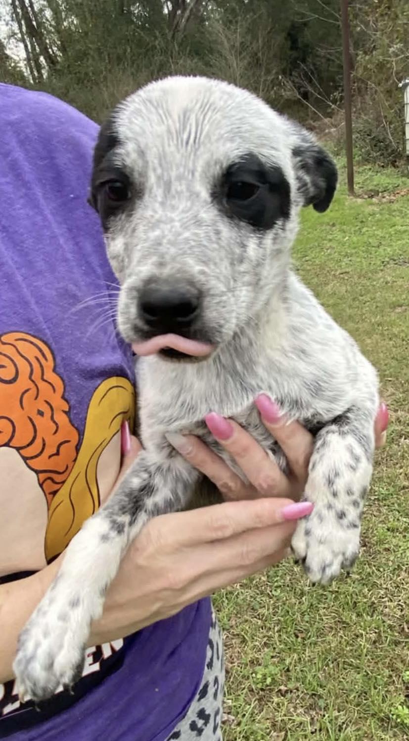 Enlarge Grits, a ADOPTABLE mixed breed in Windsor, ON image 6/6